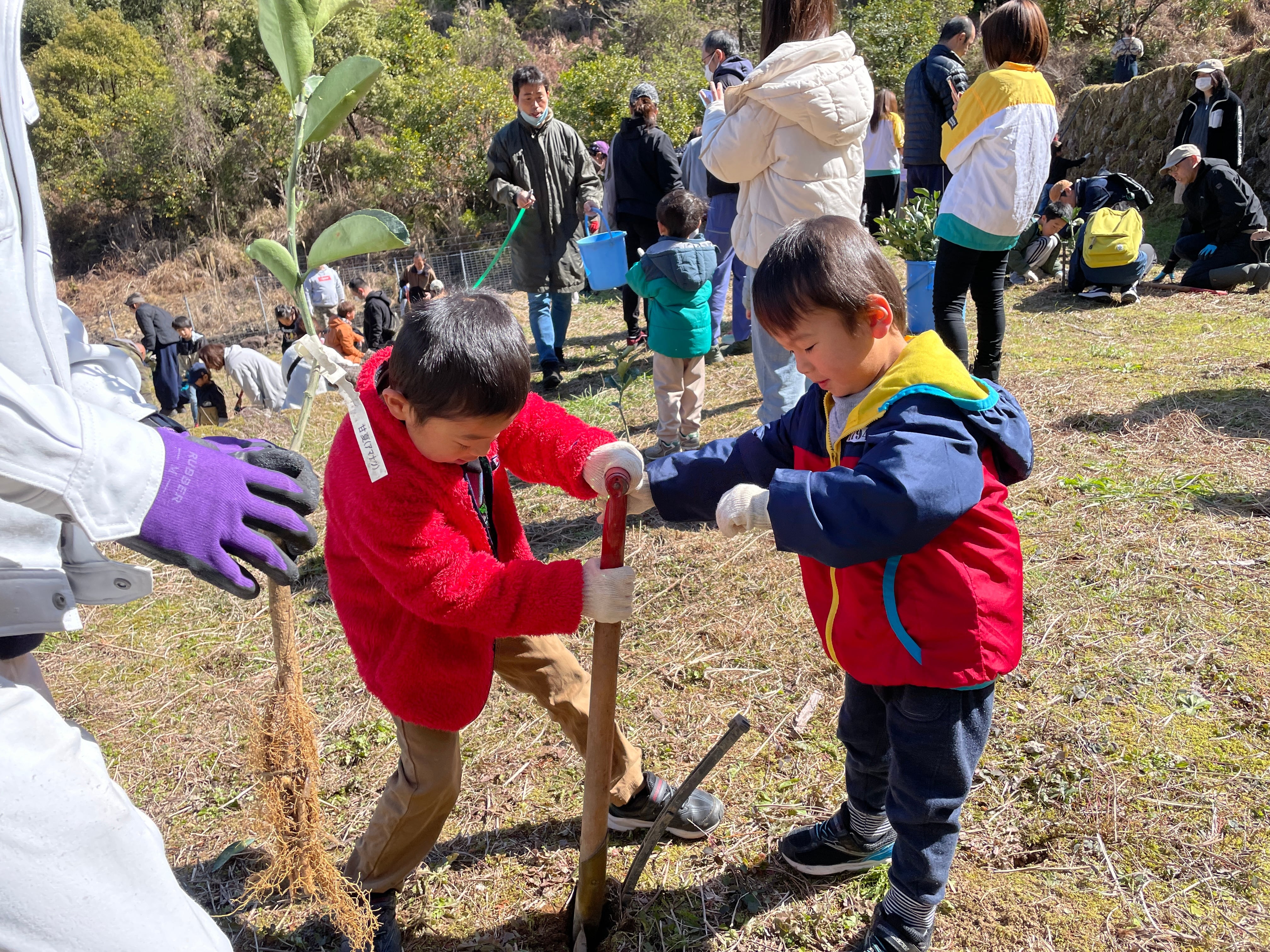 未来の甘夏の木 応援オーナー