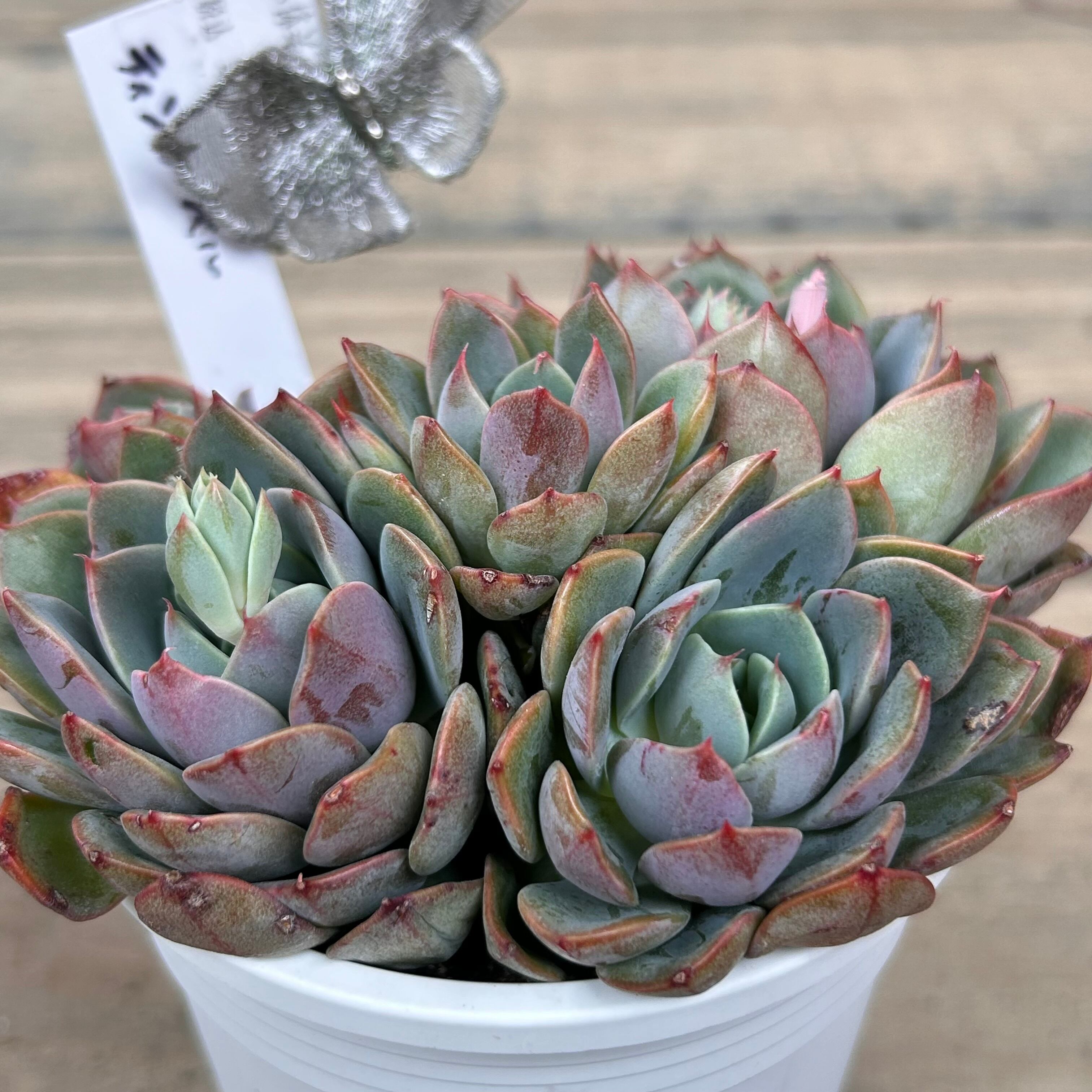 ティンカーベル群生 | RuPo 多肉植物専門店
