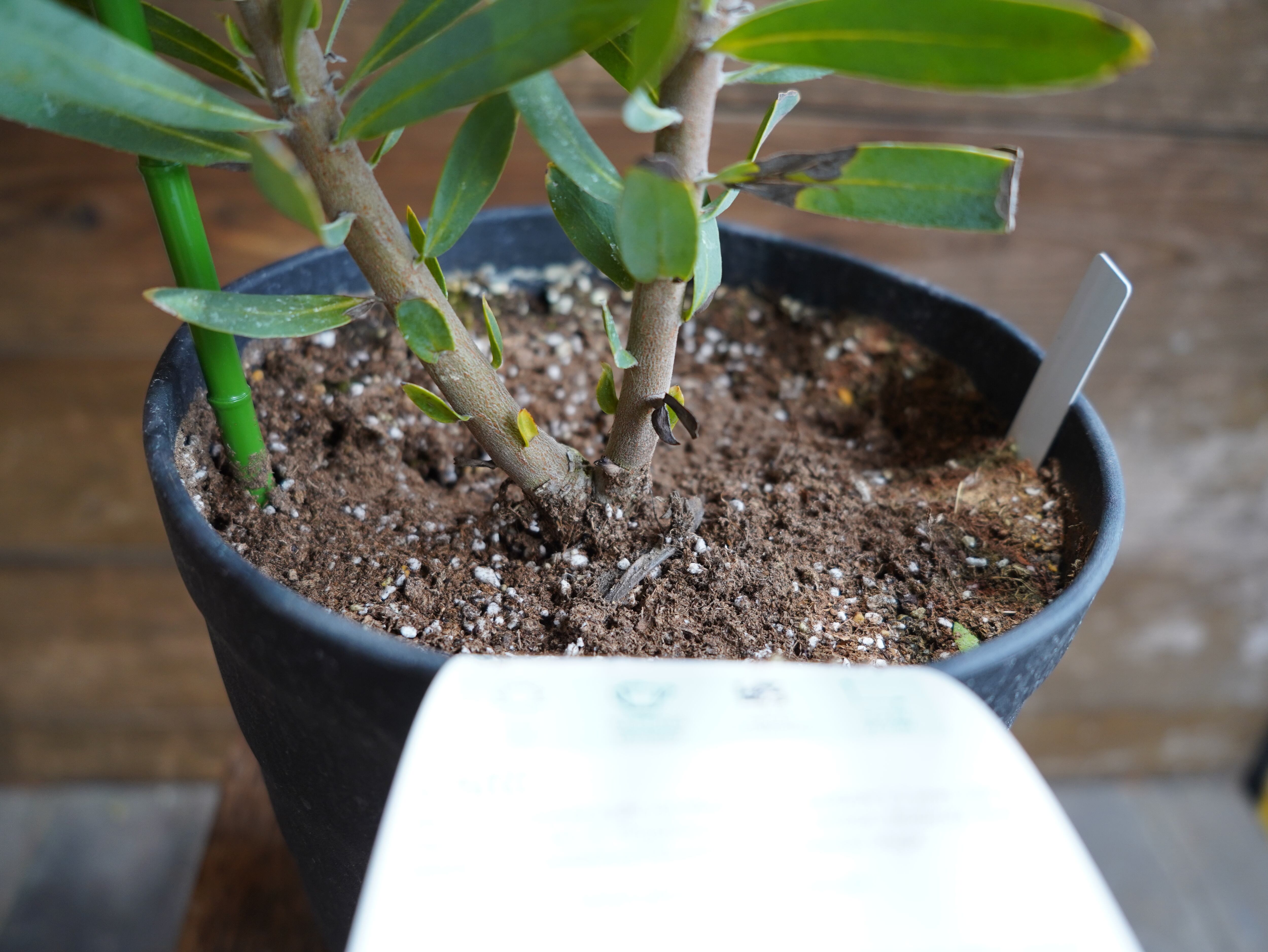 【現物】プロテア "ピンククリーム"