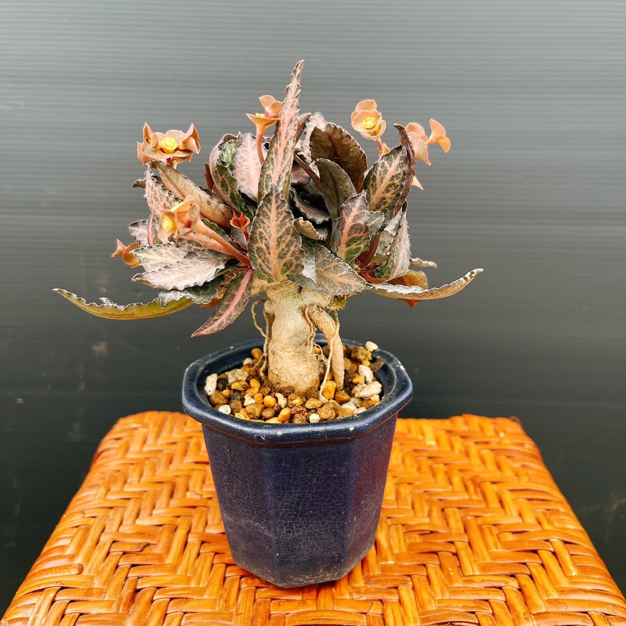 現品］【希少】ユーフォルビア フランコイシー 観葉植物 レア 多肉植物