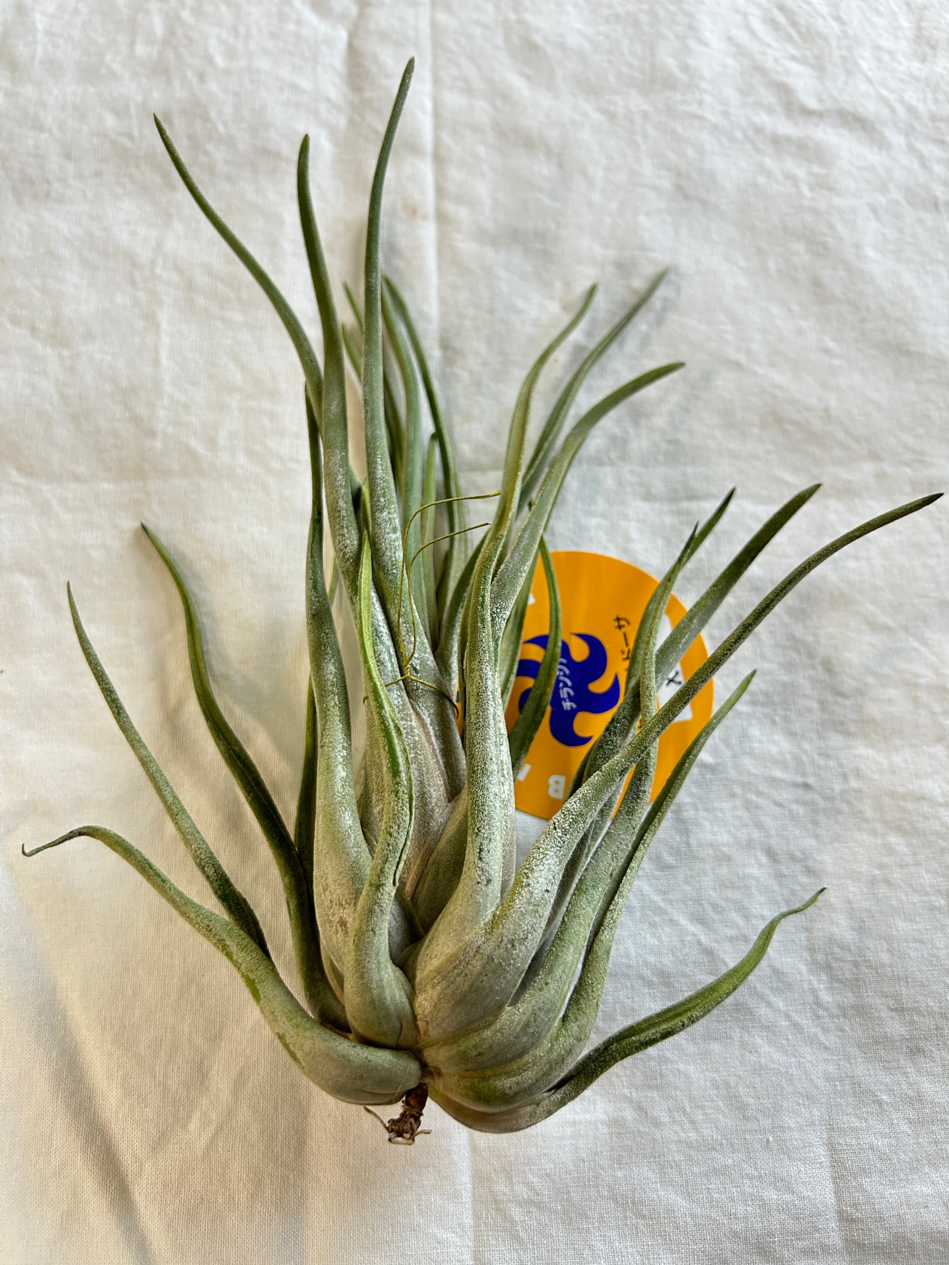 GREEN JAM foliageplant
