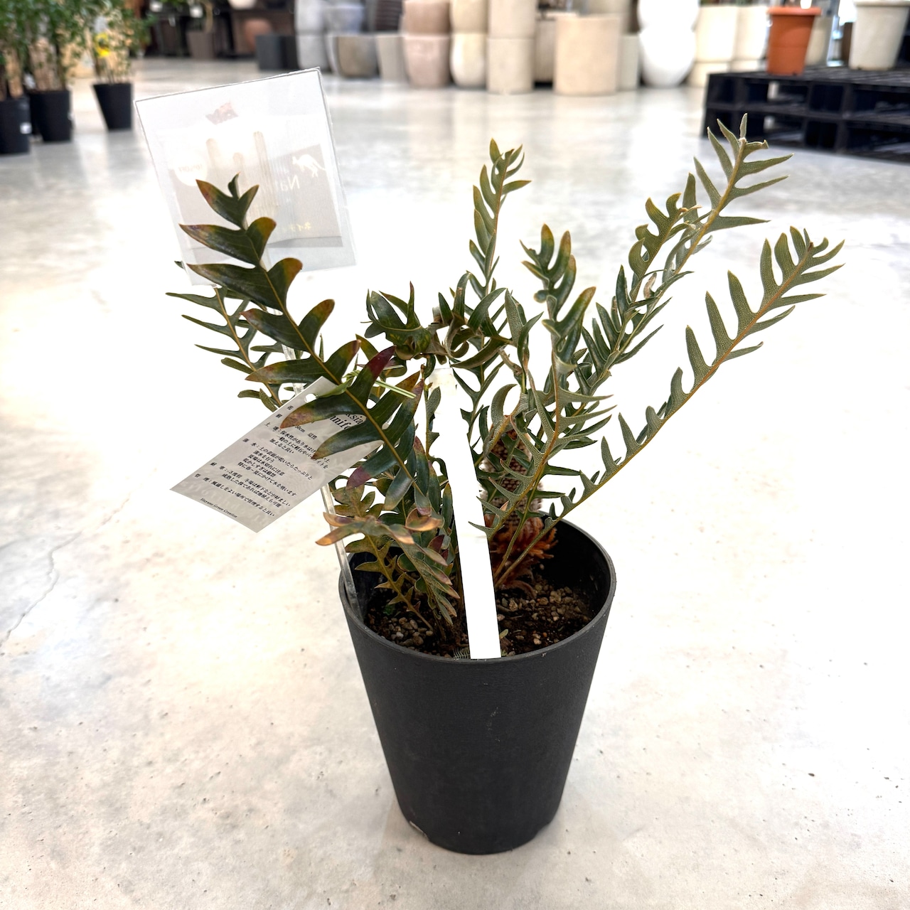 バンクシア ブレクニフォニア【311】