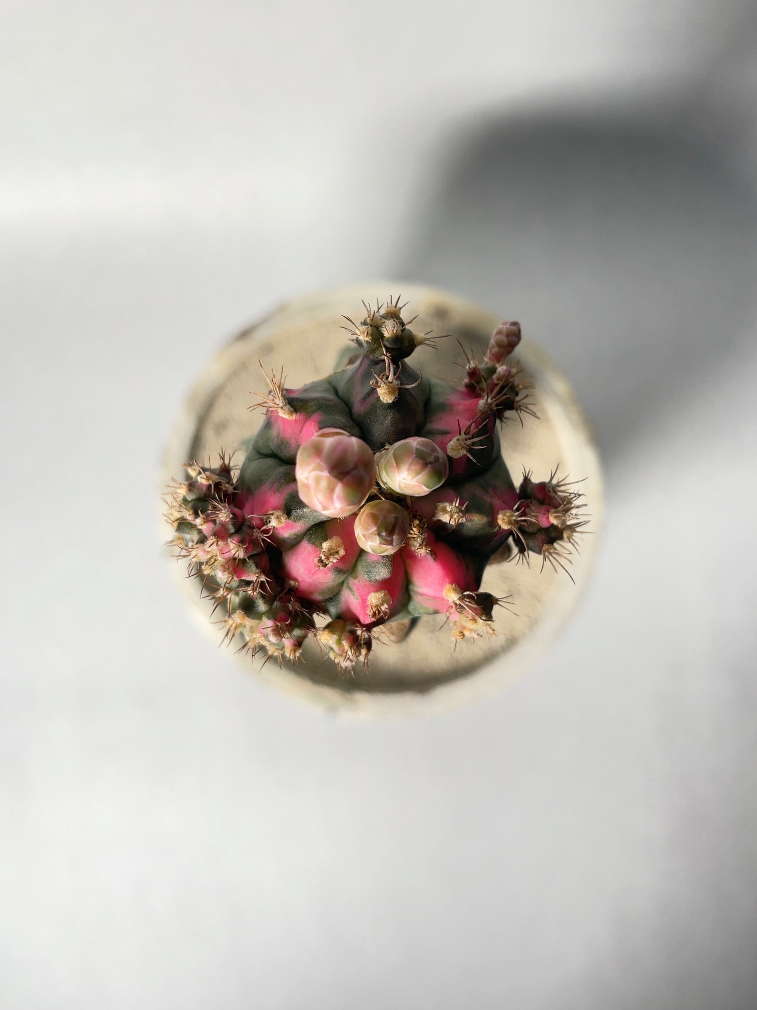 ギムノカリキウム・ピンク緋牡丹錦 | trigger