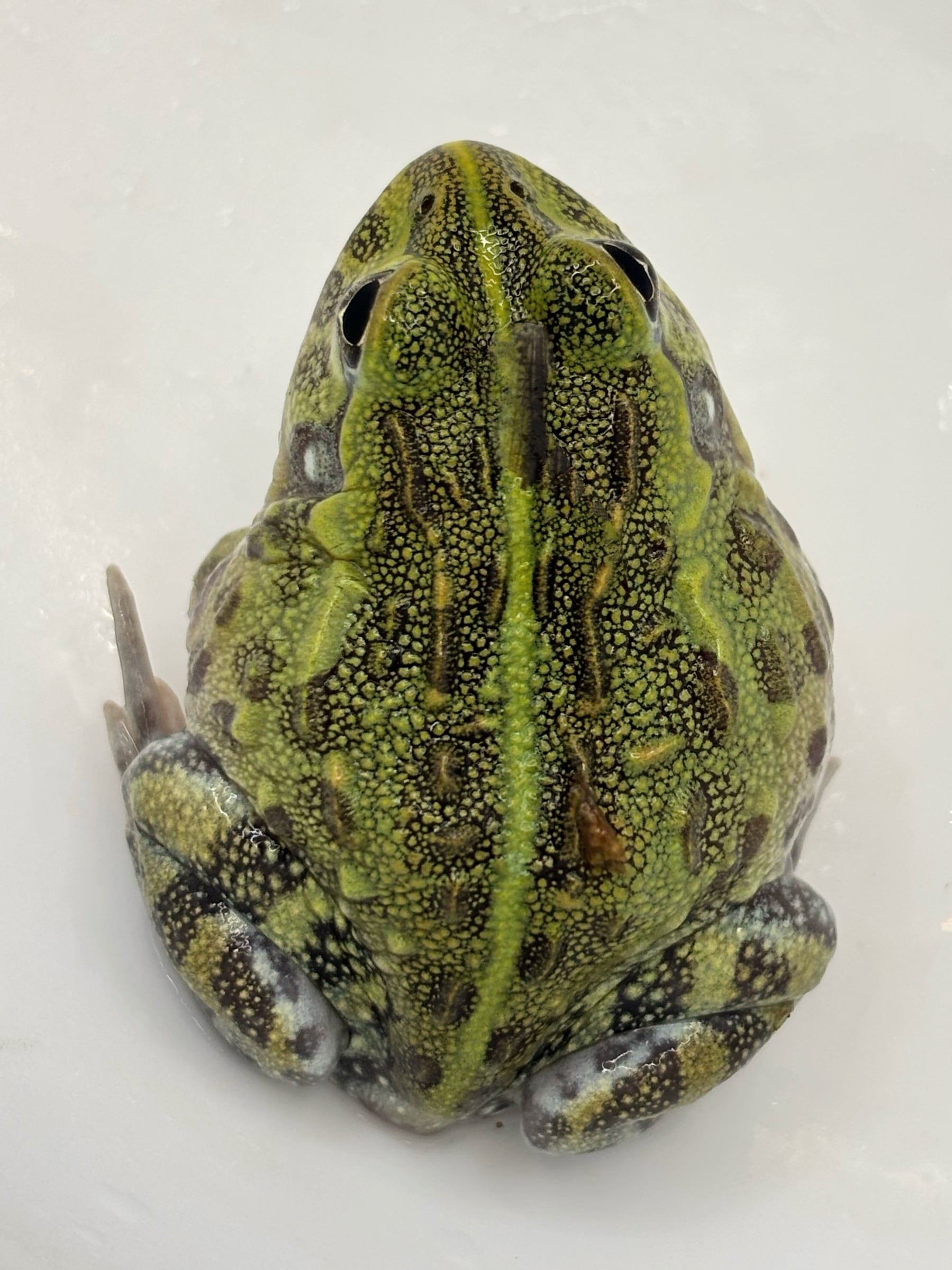 アフリカウシガエル⑧ 1匹 | まるころ商店〜まるくてころころした