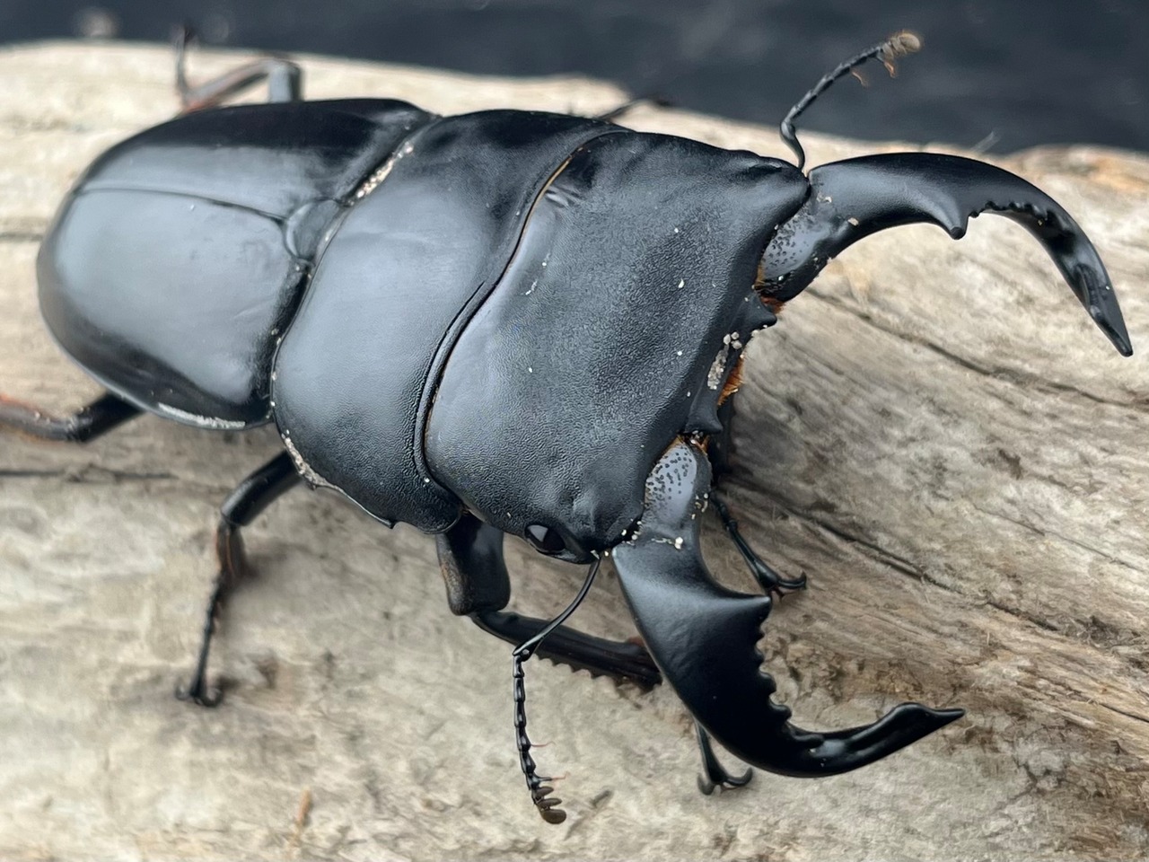 【WD】《ダイオウヒラタ 東ジャワ産 74mm ペア》