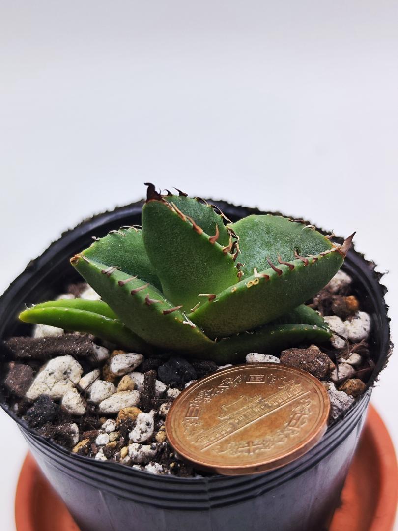 XK29 悪魔くん（アガベ チタノタ）