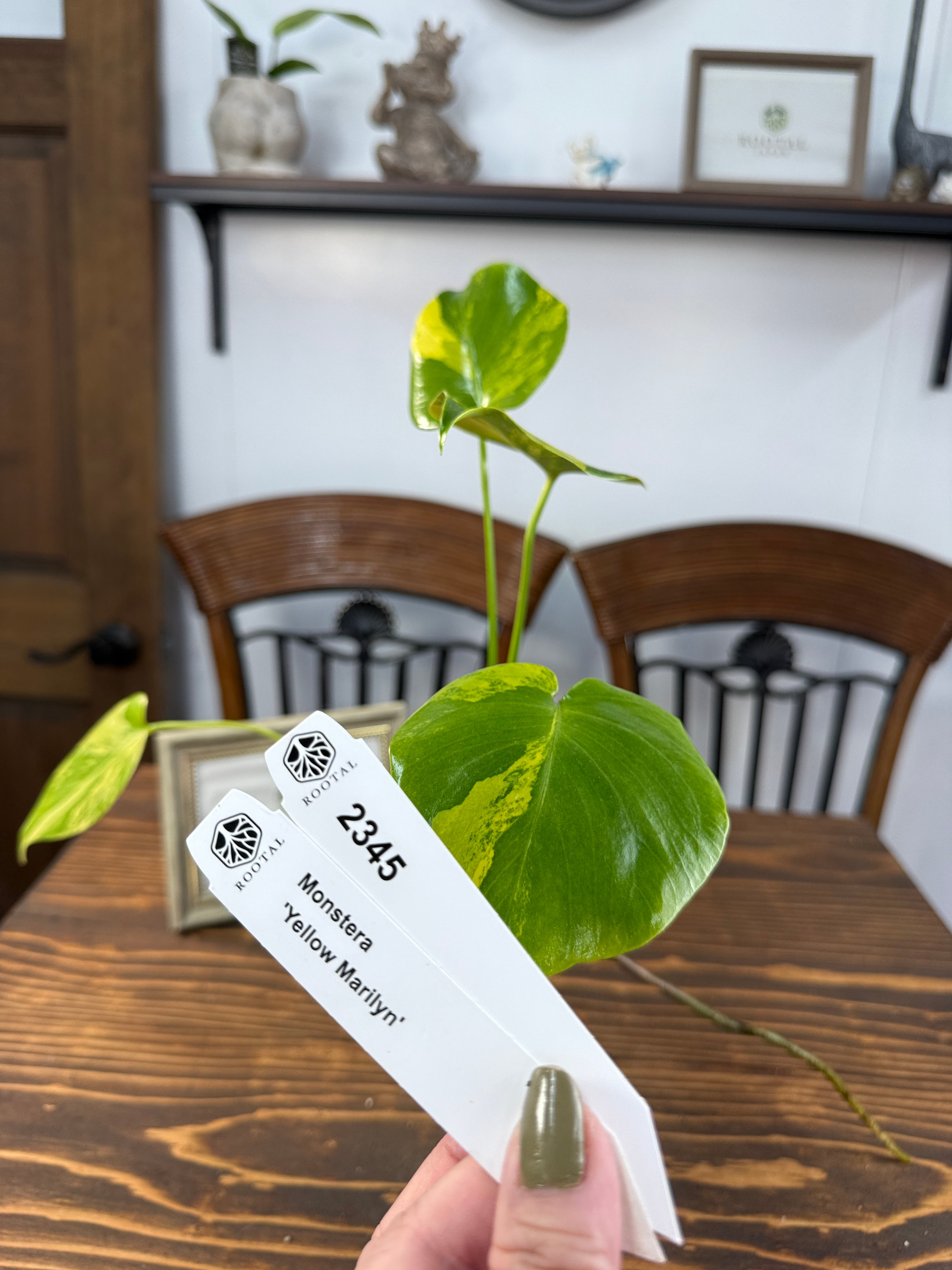 モンステラ | ROOTALPLANTS