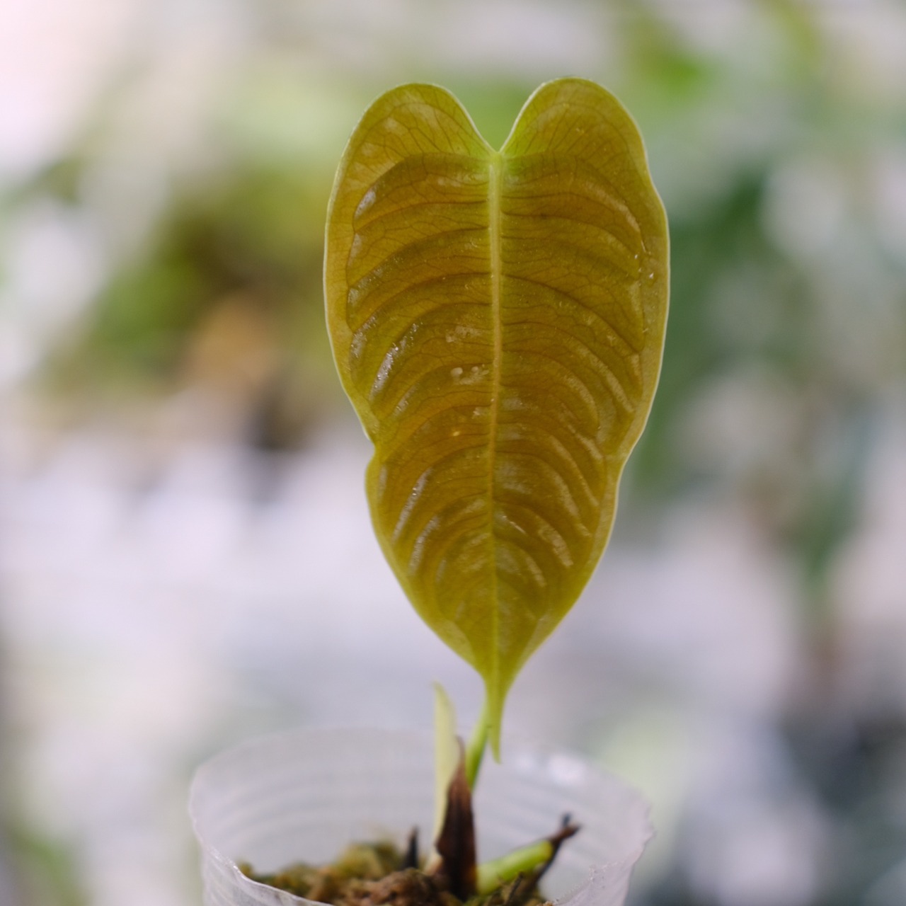 アンスリウム・ベイチー / Anthurium Veitchii / 観葉植物⑦