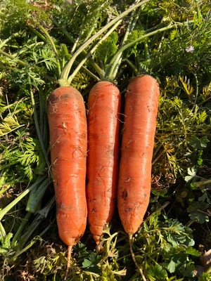 やまの畑・冬のお野菜セット Mサイズ(標準サイズ)