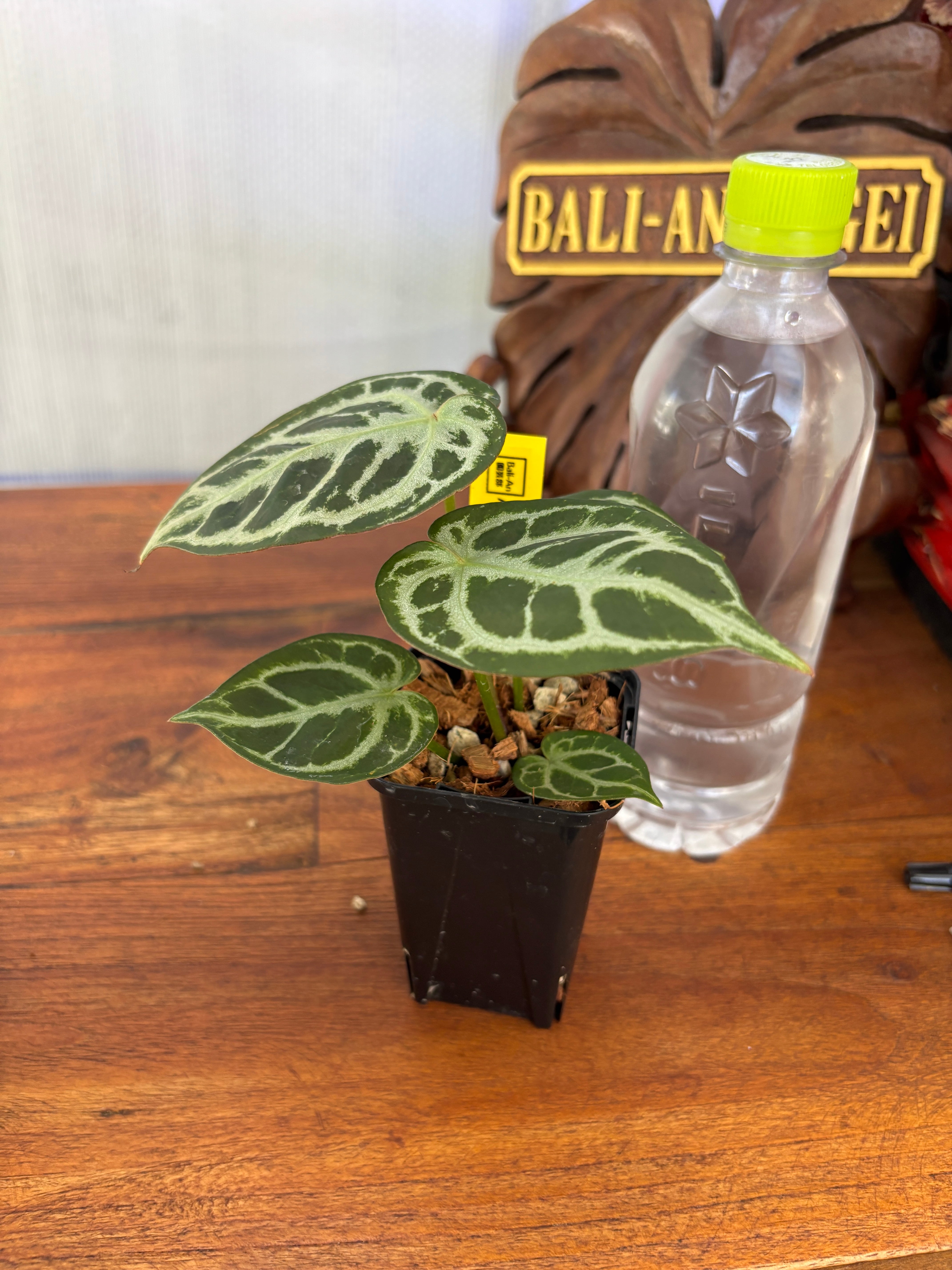 Anthurium | BALI-AN 園芸