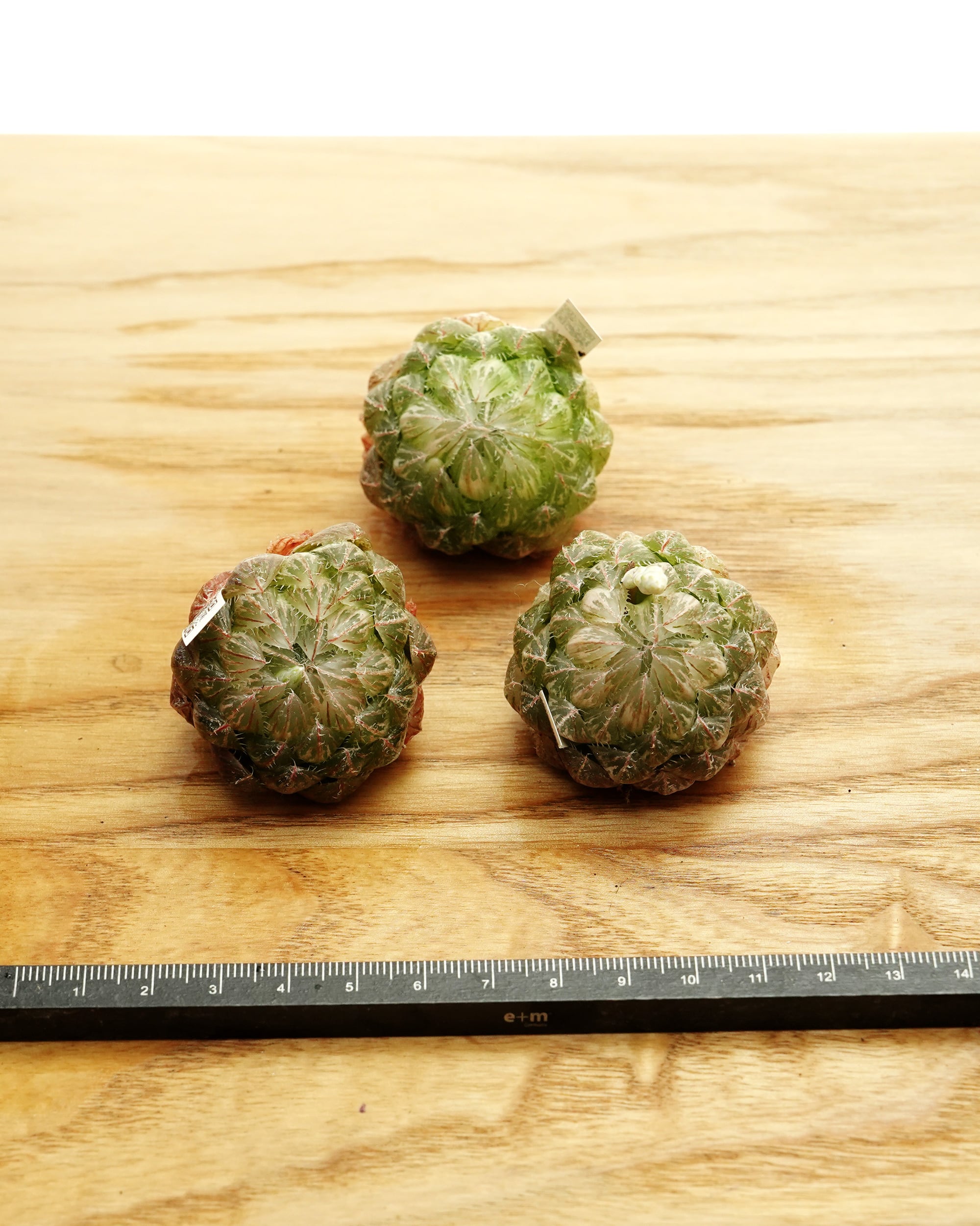H、エメラルドLED錦(変種)　翠雲 カット苗 ハオルチア 翠雲錦 Haworthia 'Emerald LED Variegated