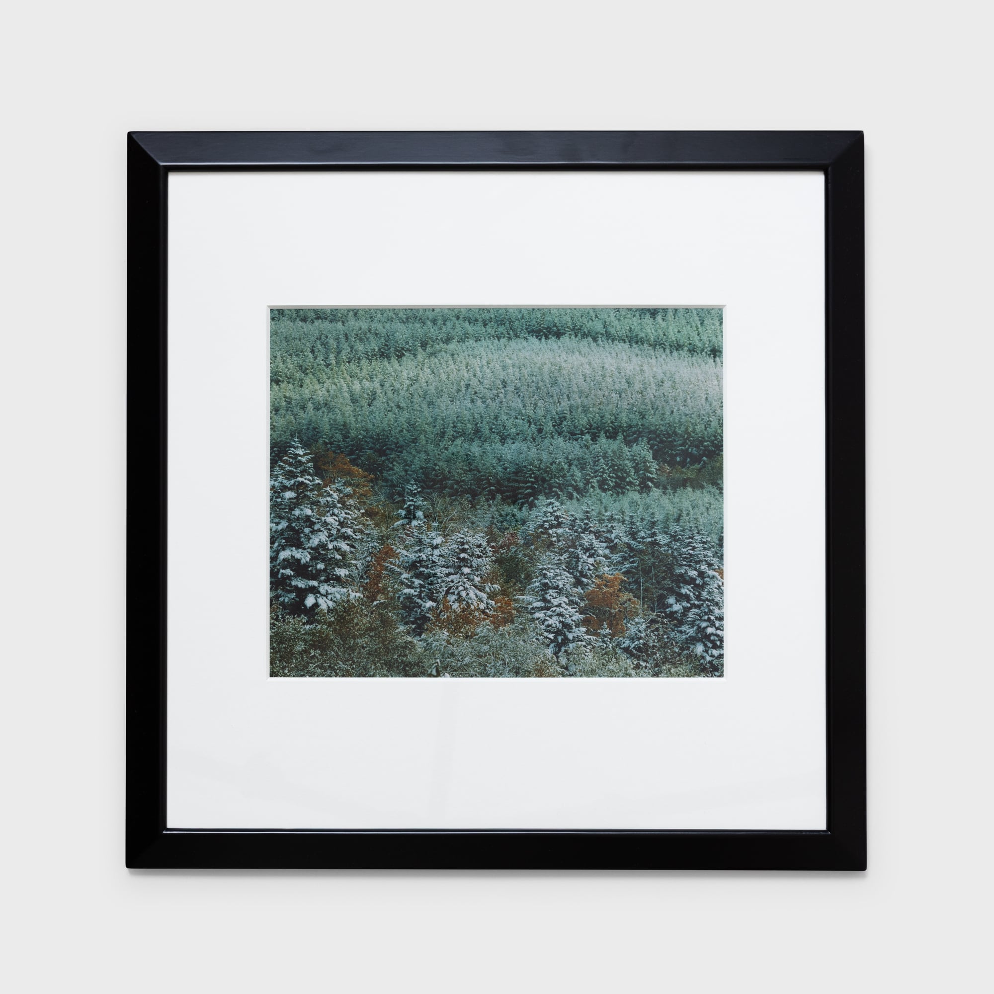 前田真三額装写真「秋の彩り」黒木額〈展示品〉 | 拓真館 TAKUSHINKAN