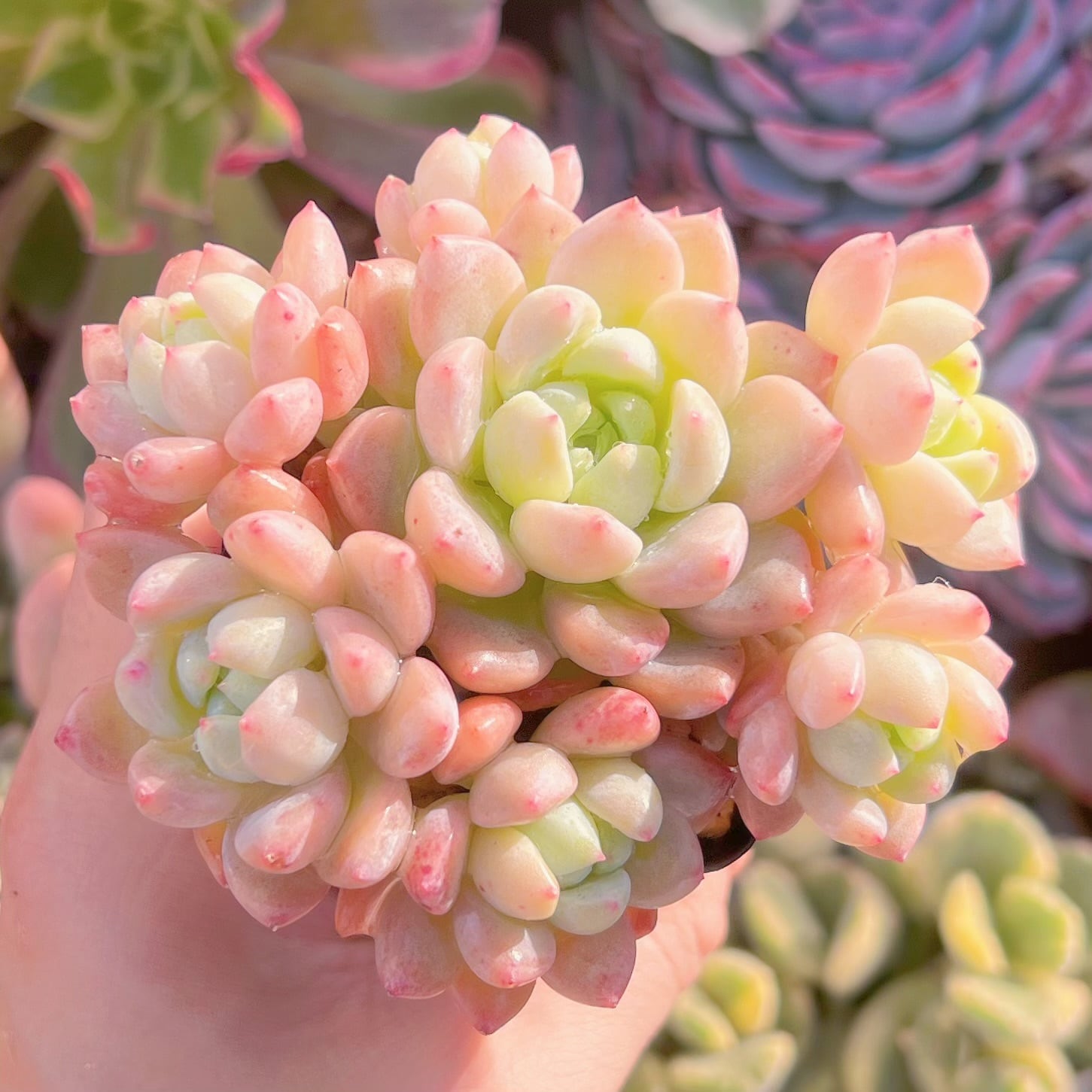 現品　千本桜#729　群生　るる農園