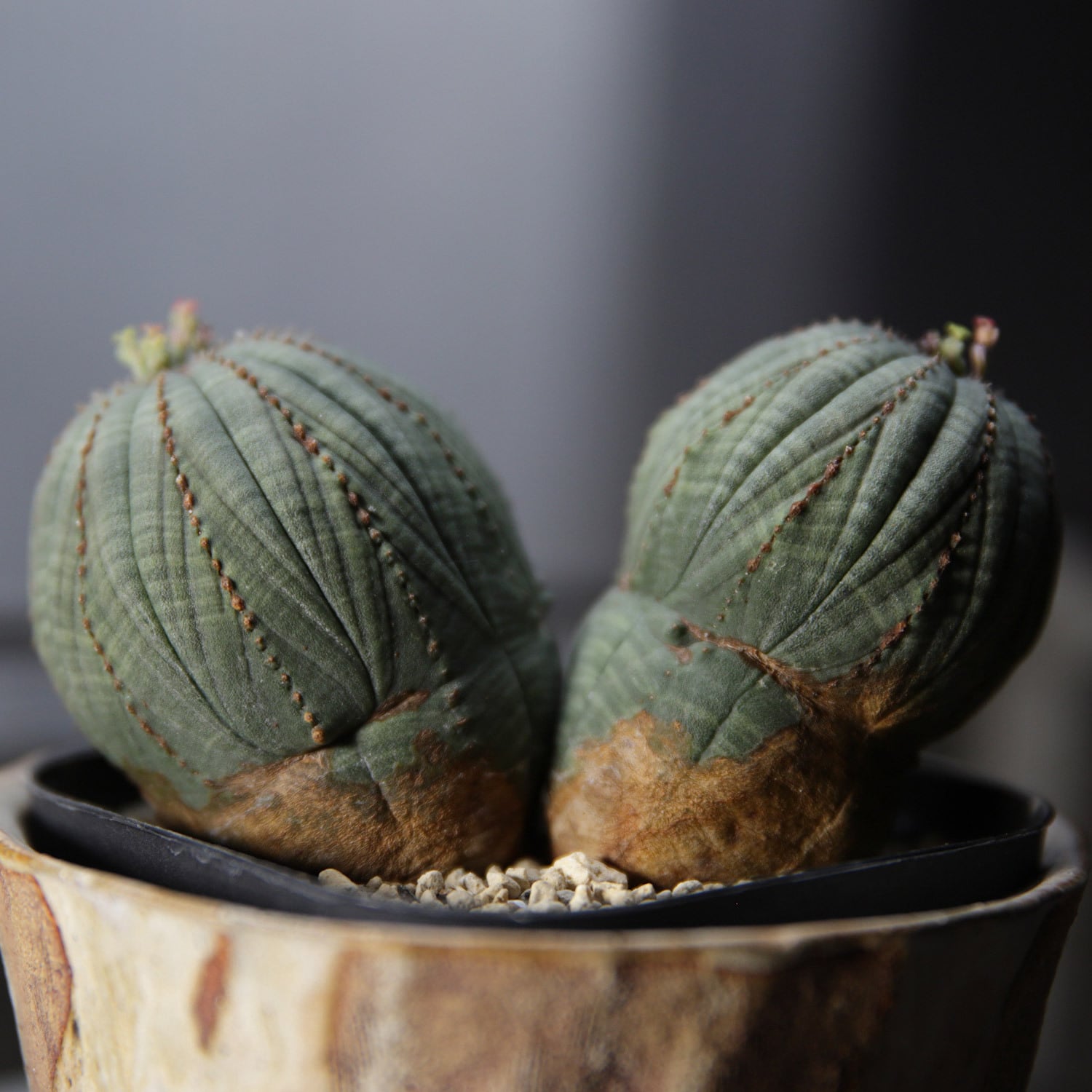 ユーフォルビア オベサ | LIGHTHOUSE.PLANTS - 海外実生株の