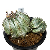 ユーフォルビア　ホリダ【1041】