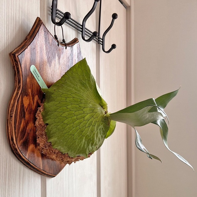 ビカクシダ ホーンズサプライズ 着生板大サイズ 板付 【観葉植物 室内 コウモリラン】