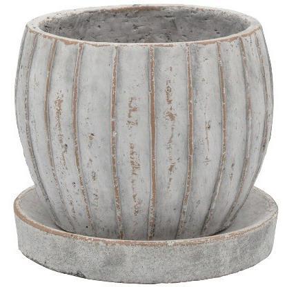 塊根植物 ジオメトリックポット付き 約20cm 塊根植物 ジオメトリックポット付き 約20cm