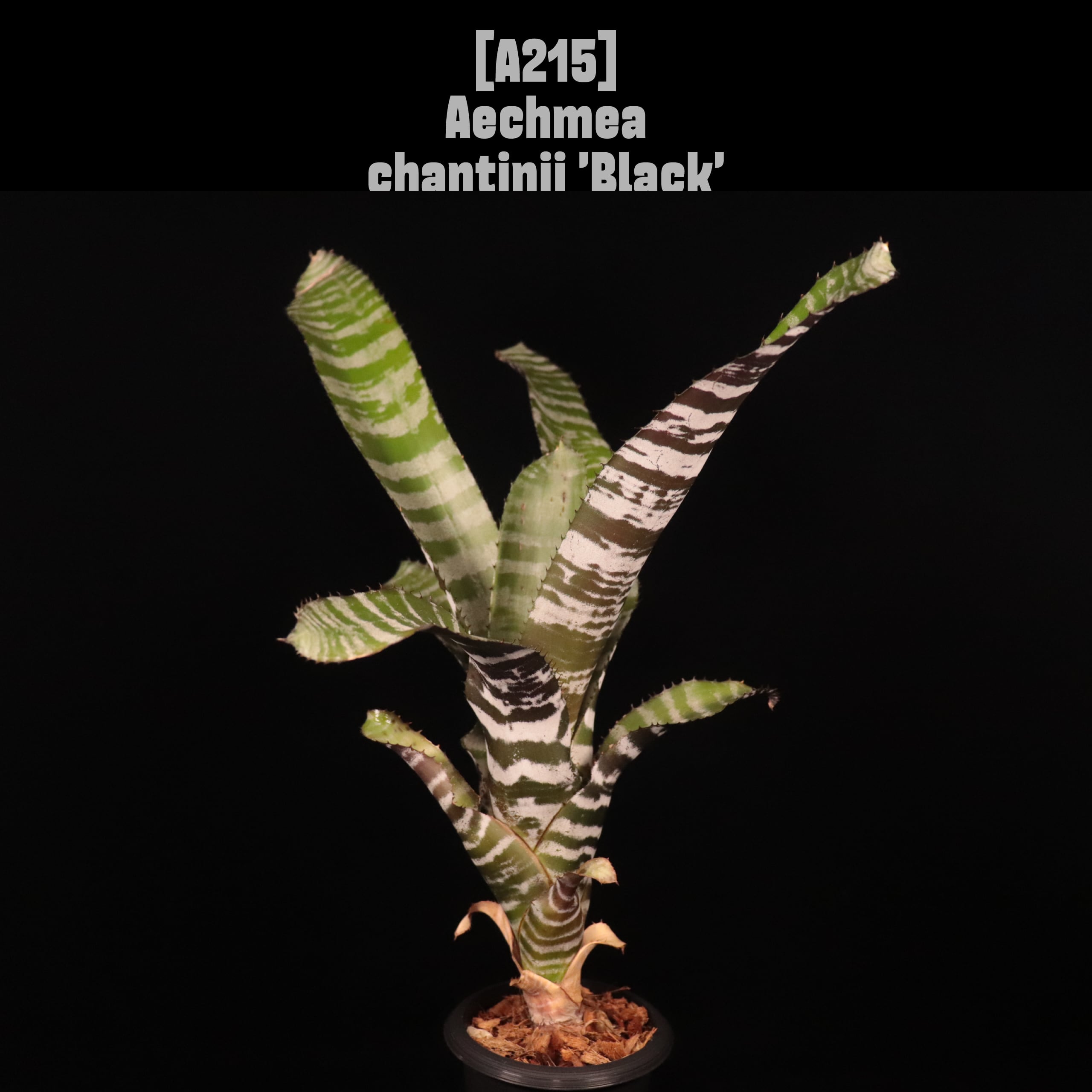 送料無料】Aechmea 'Roberto Menescal' 〔エクメア〕現品発送A0021