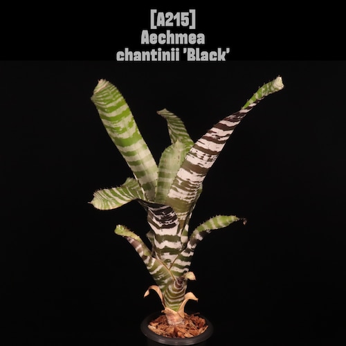 Aechmea chantinii 'Black'〔エクメア〕A215