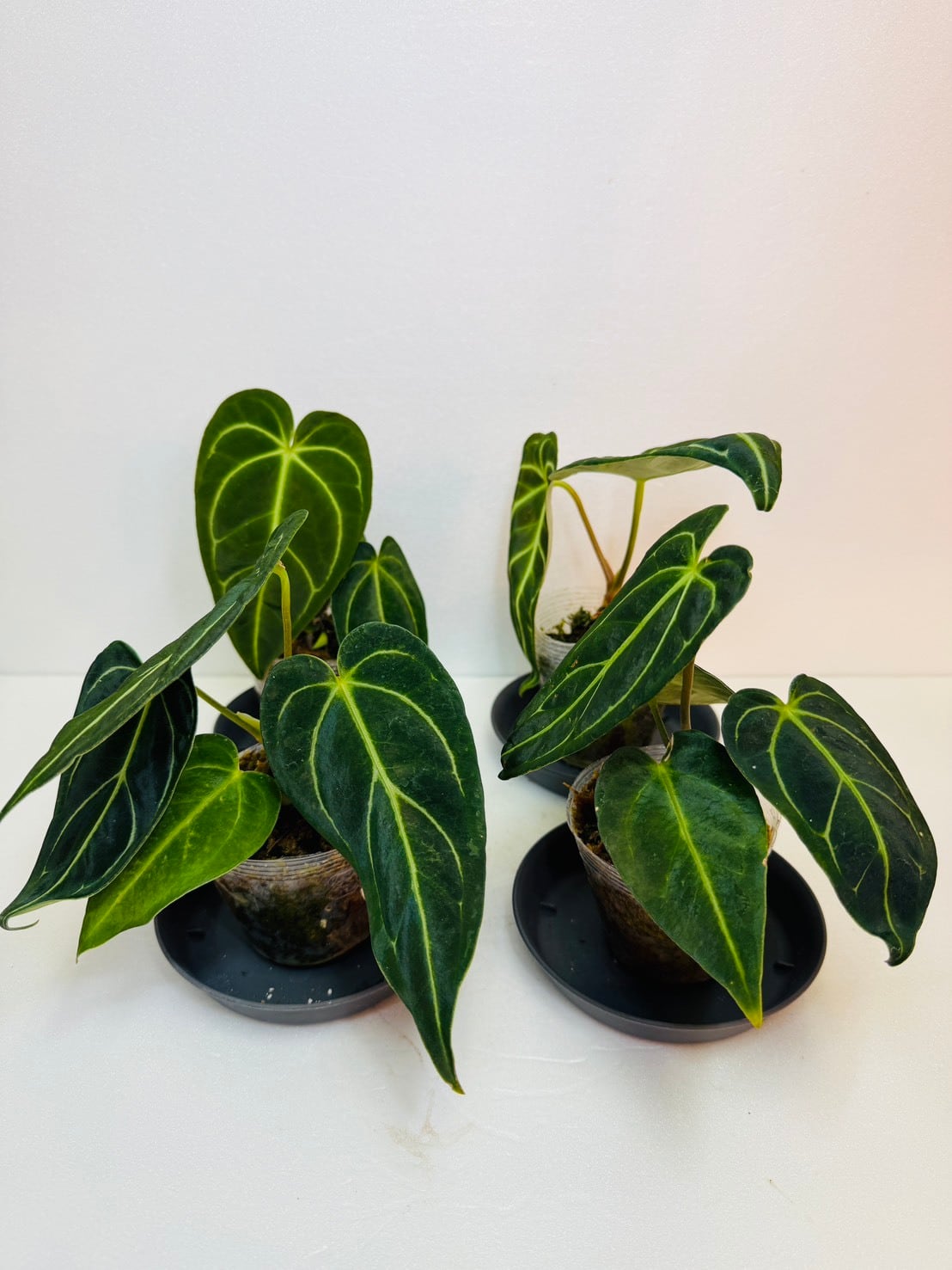 残り1鉢！アンスリウム・レガレ 2.5号 | 観葉植物と雑貨のお店 VIVAGREEN