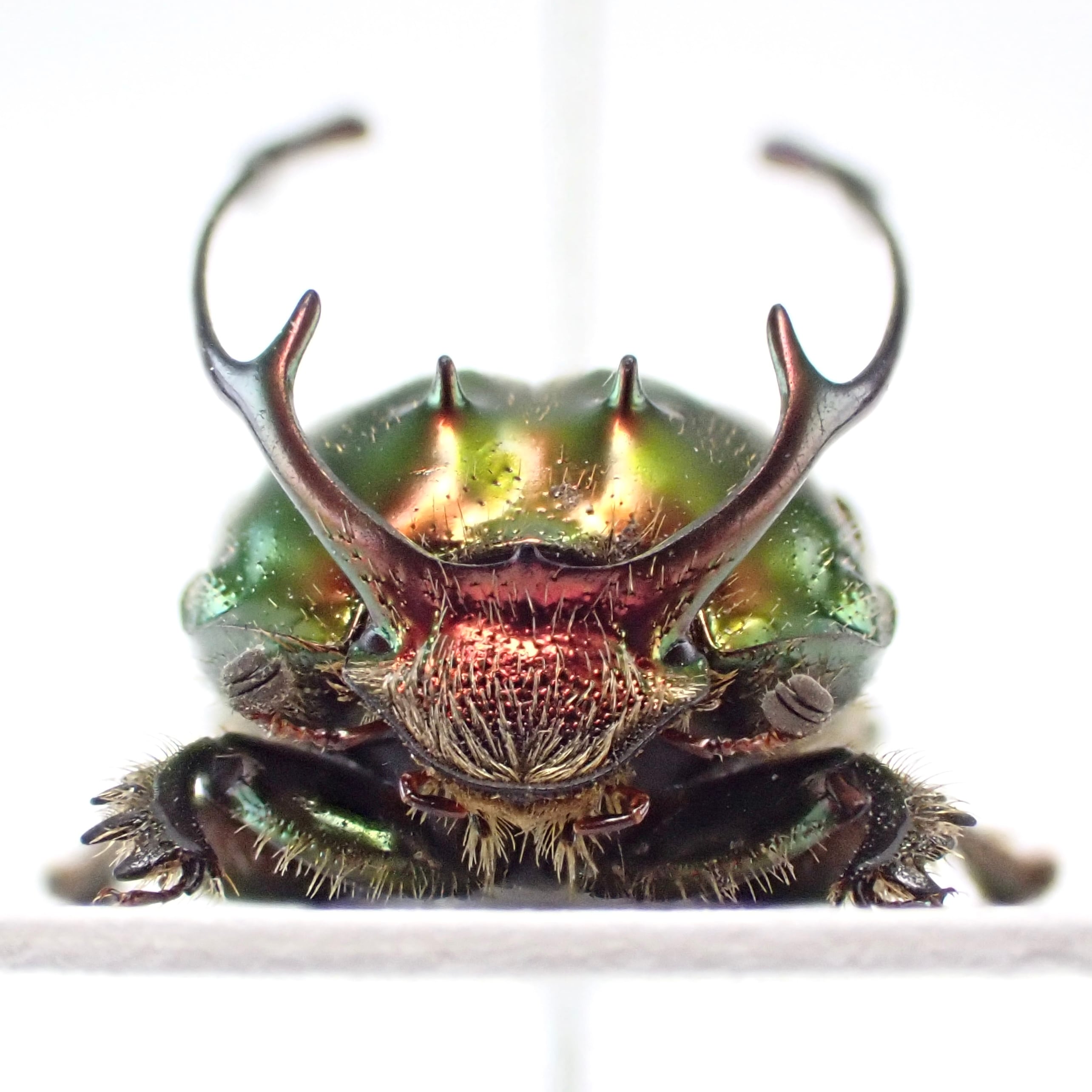 タンザニア産 Proagoderus rangifer ♂ 12mm XL | 昆虫標本 Diggers