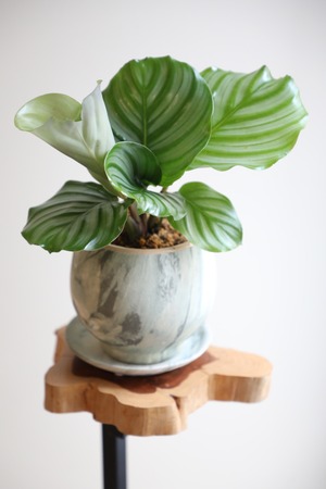 【M】カラテア オルビフォリア/Calathea  ※陶器鉢付き