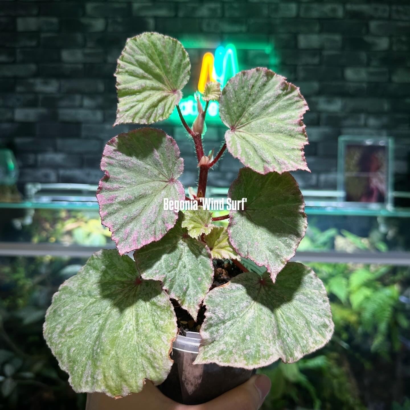 Begonia murina | ベゴニア専門 オンラインショップ