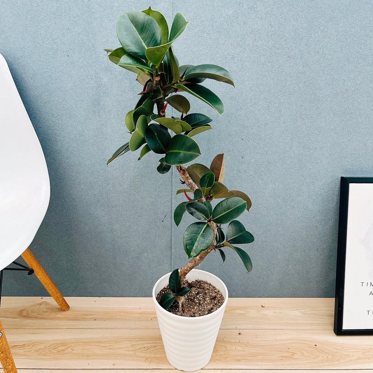 現品］12番 フィカス ウンベラータ 観葉植物 室内 大型 ゴムの木 人気