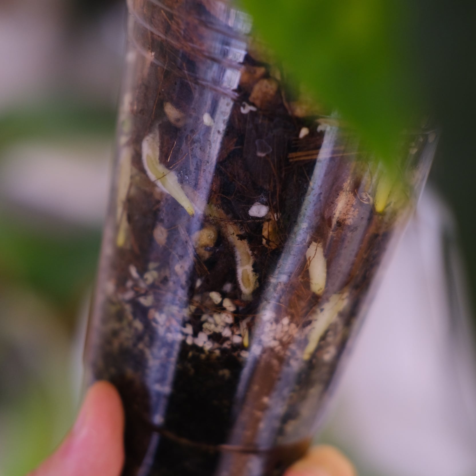 Anthurium Ace of Spade × Anthurium Zara × Michelle│アンスリウム