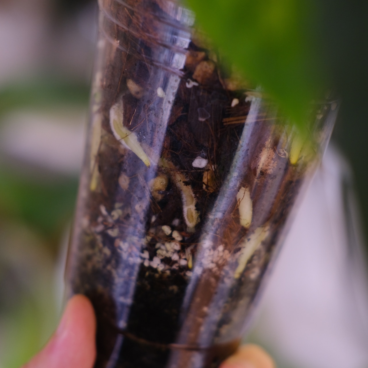 Anthurium Ace of Spade × Anthurium Zara × Michelle│アンスリウム・エースオブスペード×アンスリウム・ザラ・ミシェル│観葉植物