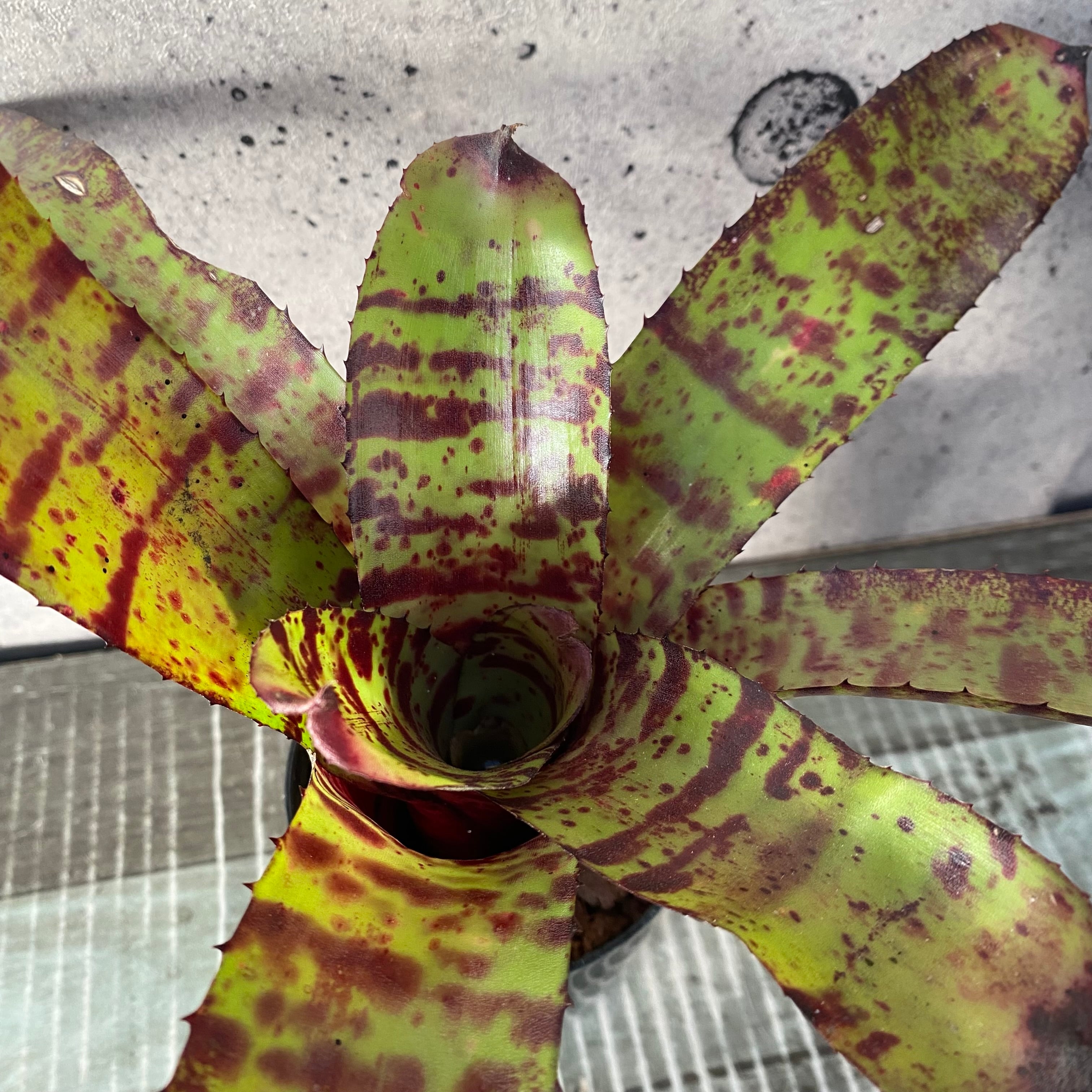 タンクブロメリア | Planet Plants プラネットプランツ