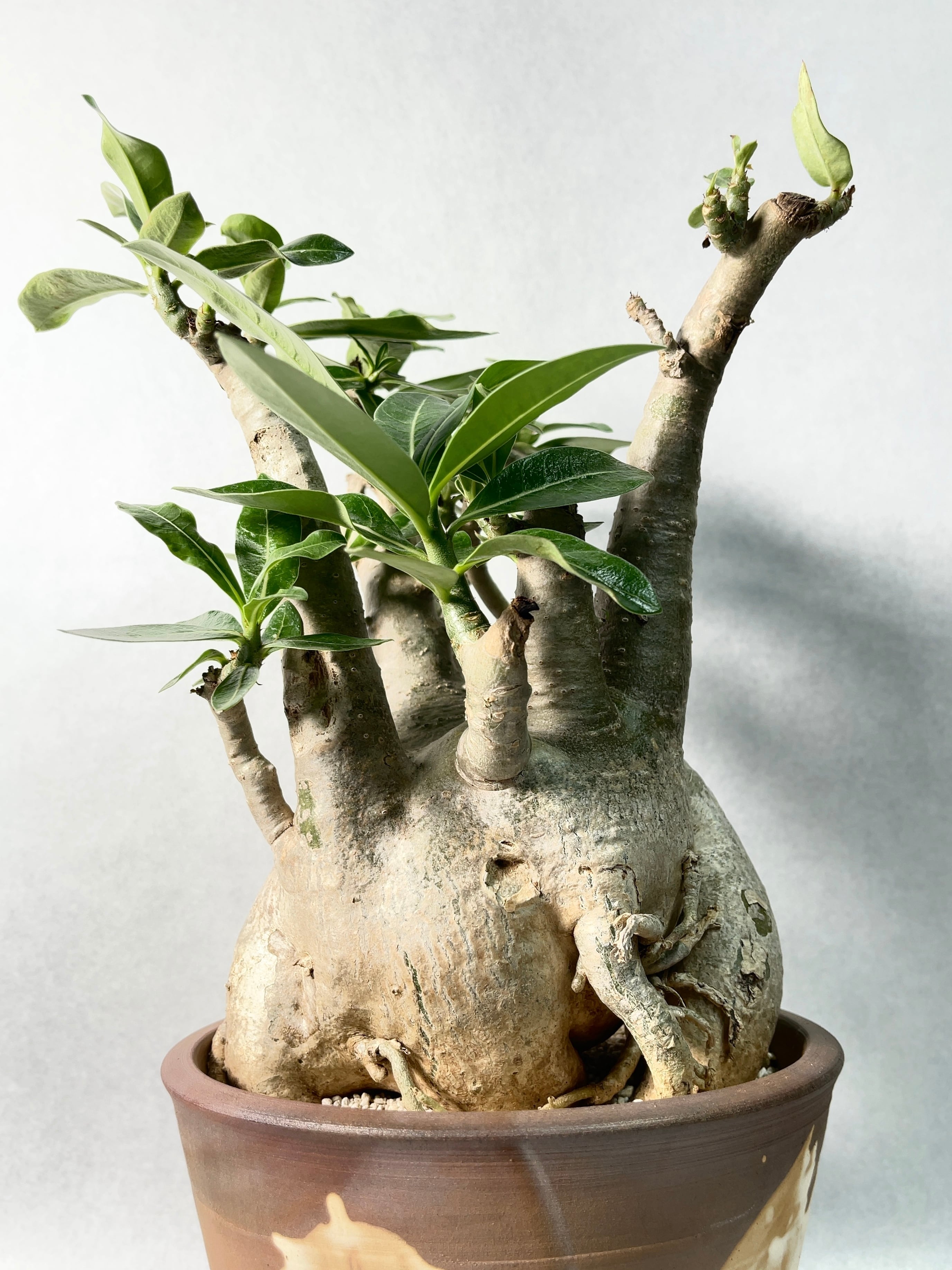 アデニウム アラビカム 大株 【公式通販】