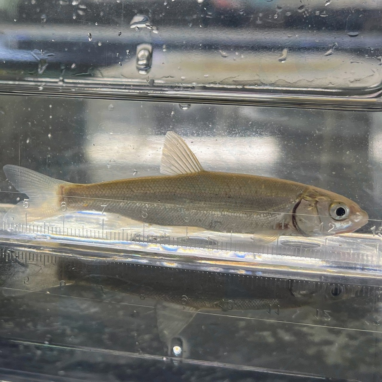 （淡水魚）ウグイ　12cm±（1匹）【生体】