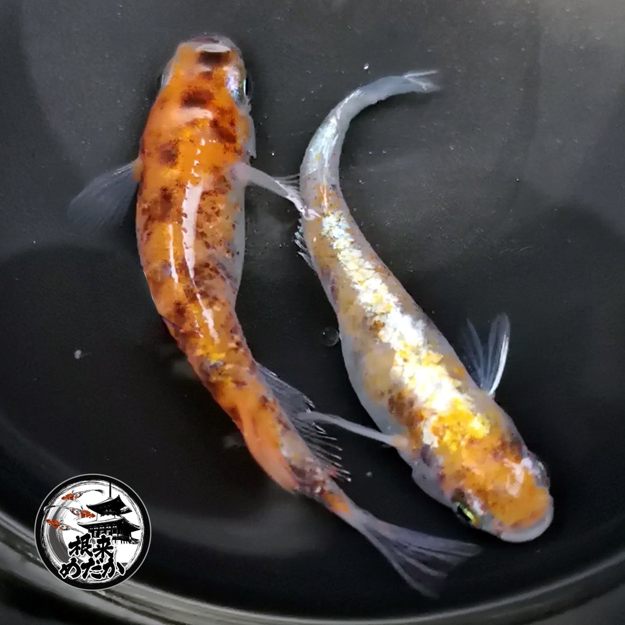 【5匹＋補償1匹】スーパー銀鱗