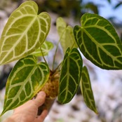 アンスリウム クリスタリナム × マグニフィカム⑥ / Anthurium