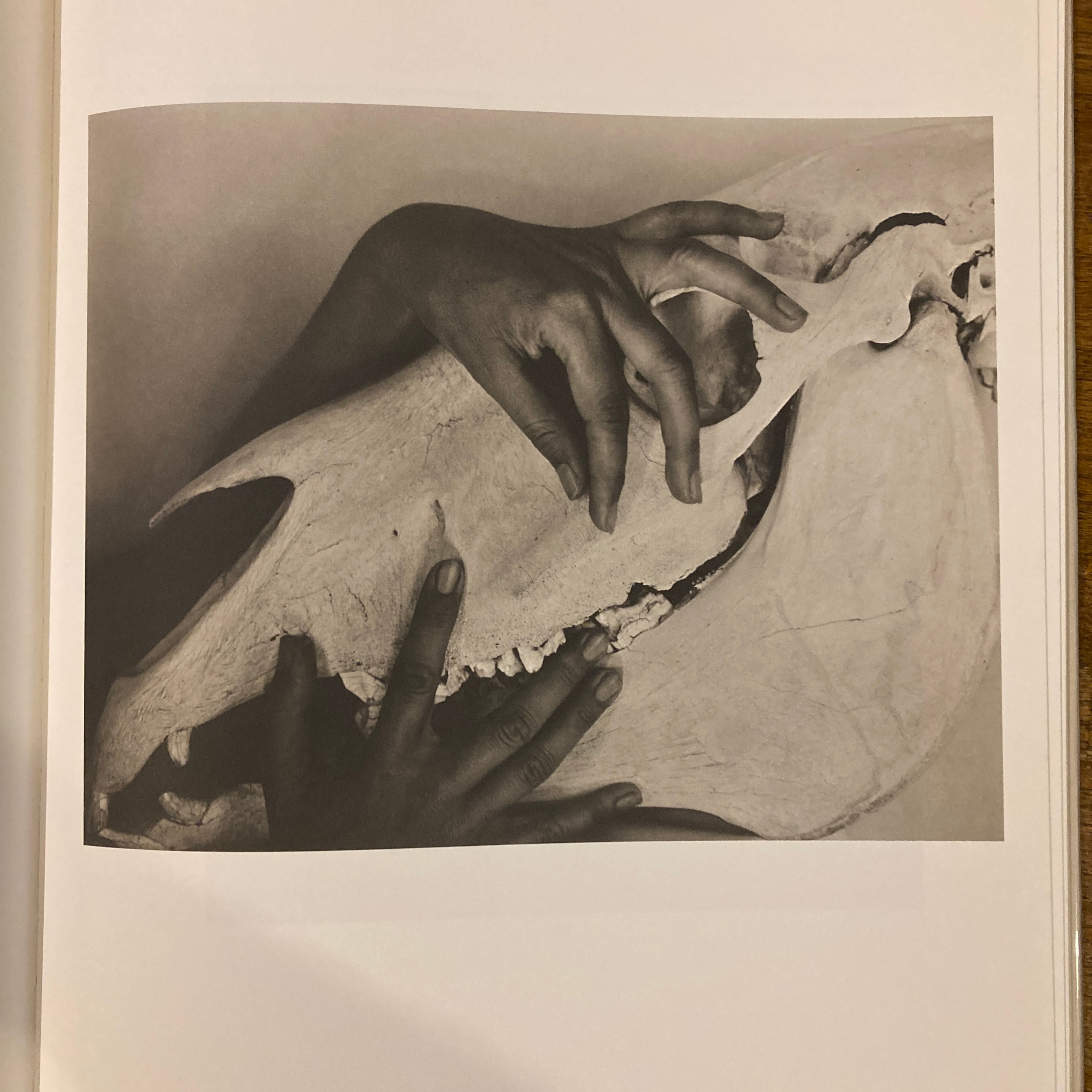Georgia O 'Keeffe A Portrait / Alfred Stieglitz | 百年