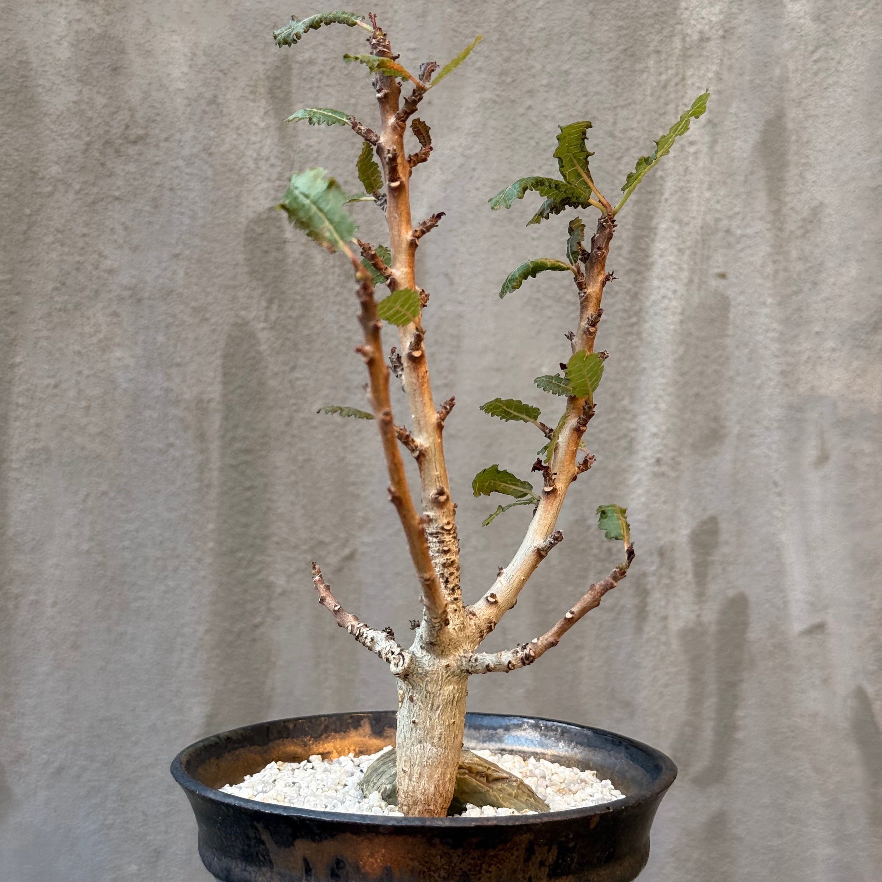 植物×鉢】ボスウェリア ナナ 実生株 × 陶器鉢 | A-PLANTS