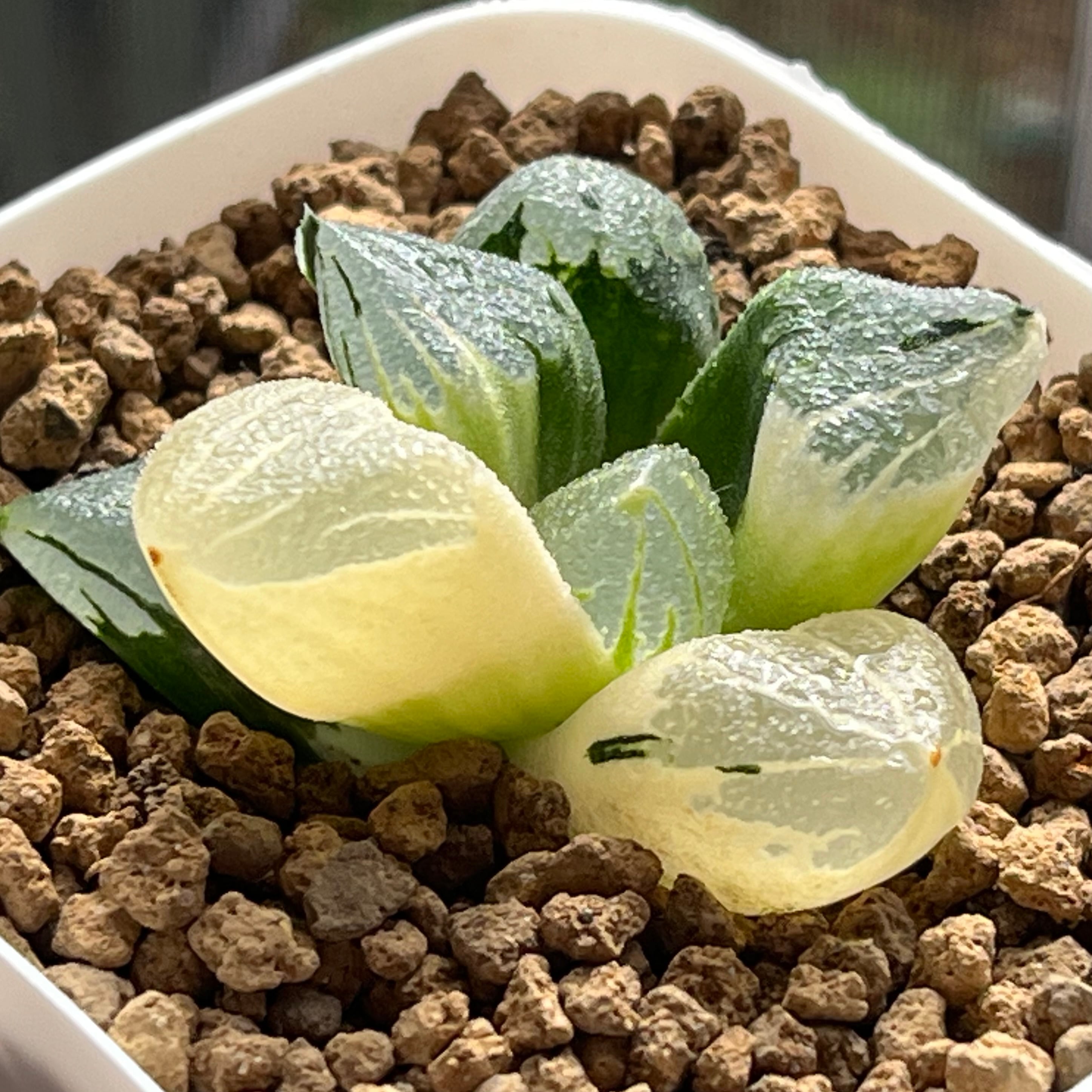 ハオルチア 紫王 オブツーサ錦 | mocono_plants