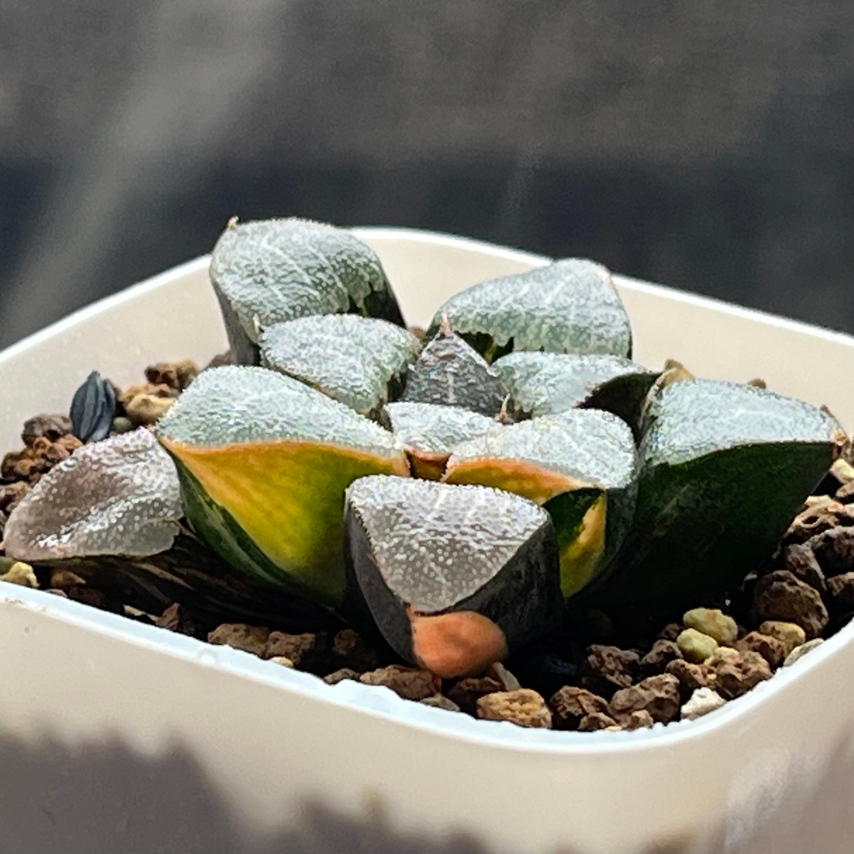 ハオルチア スーパーコレクタ錦 | mocono_plants