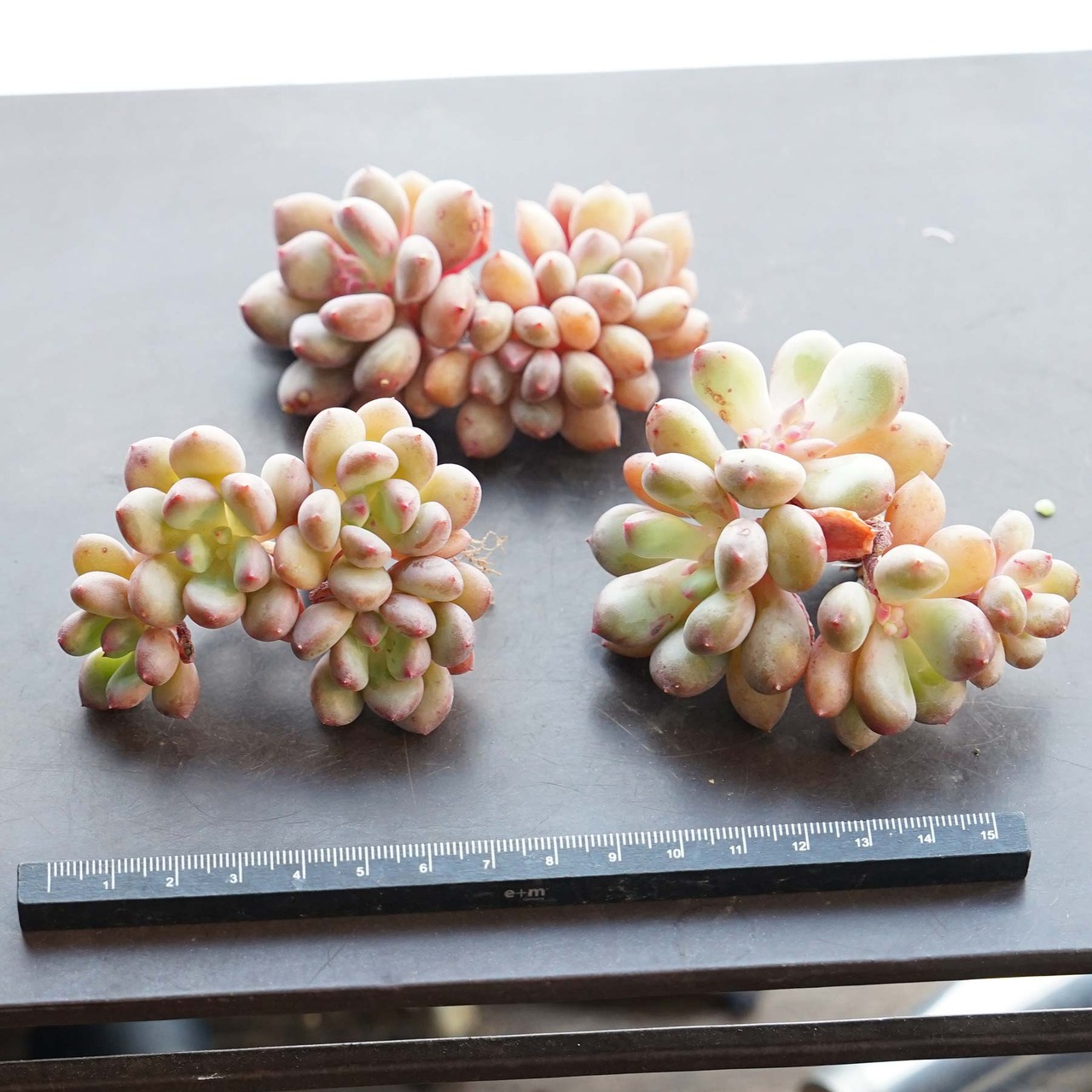 一部発根済カット苗 蜜桃霜 ピーチクリーム Echeveria 'Peach Cream'