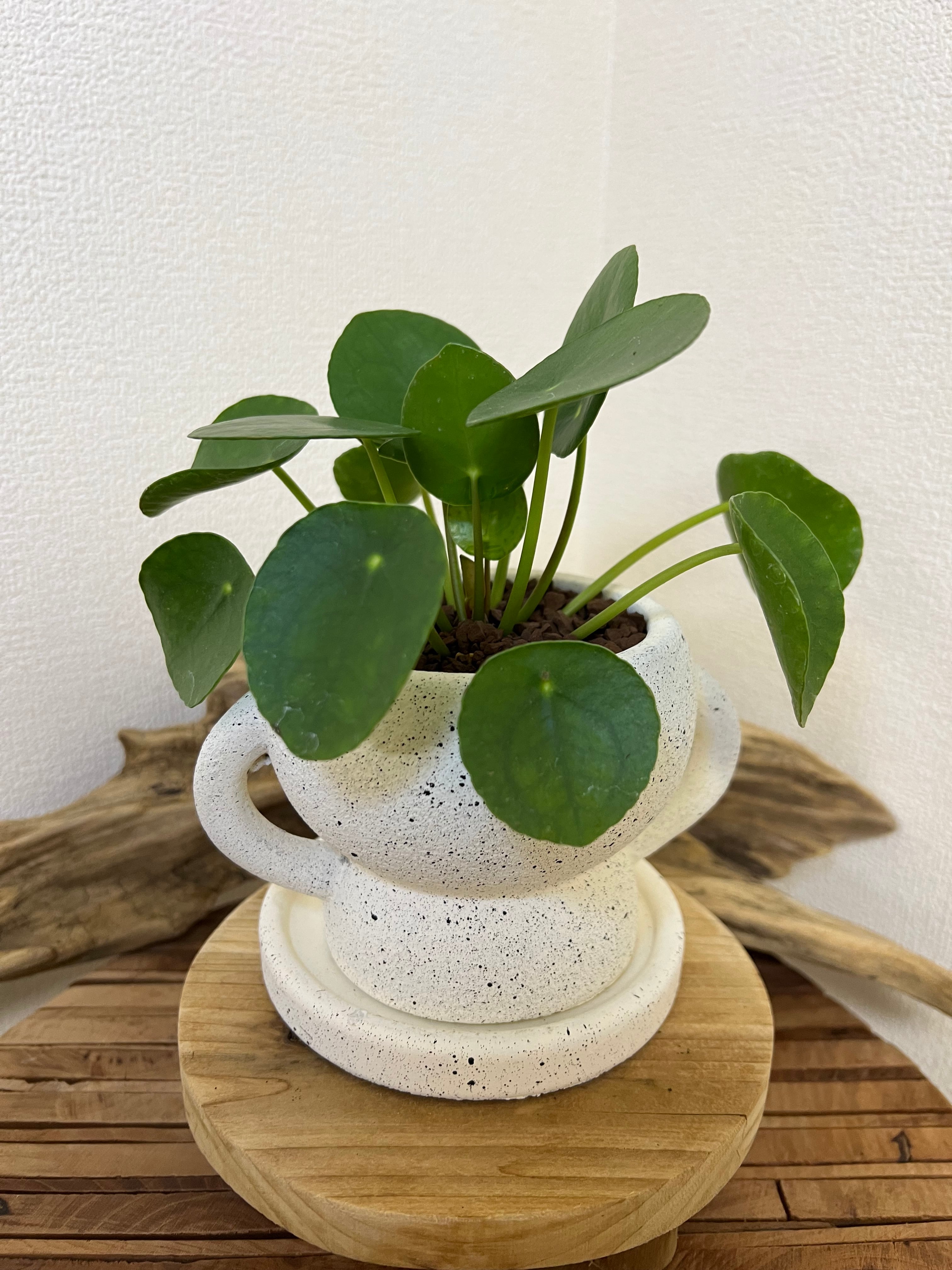 ピレア ペペロミオイデス