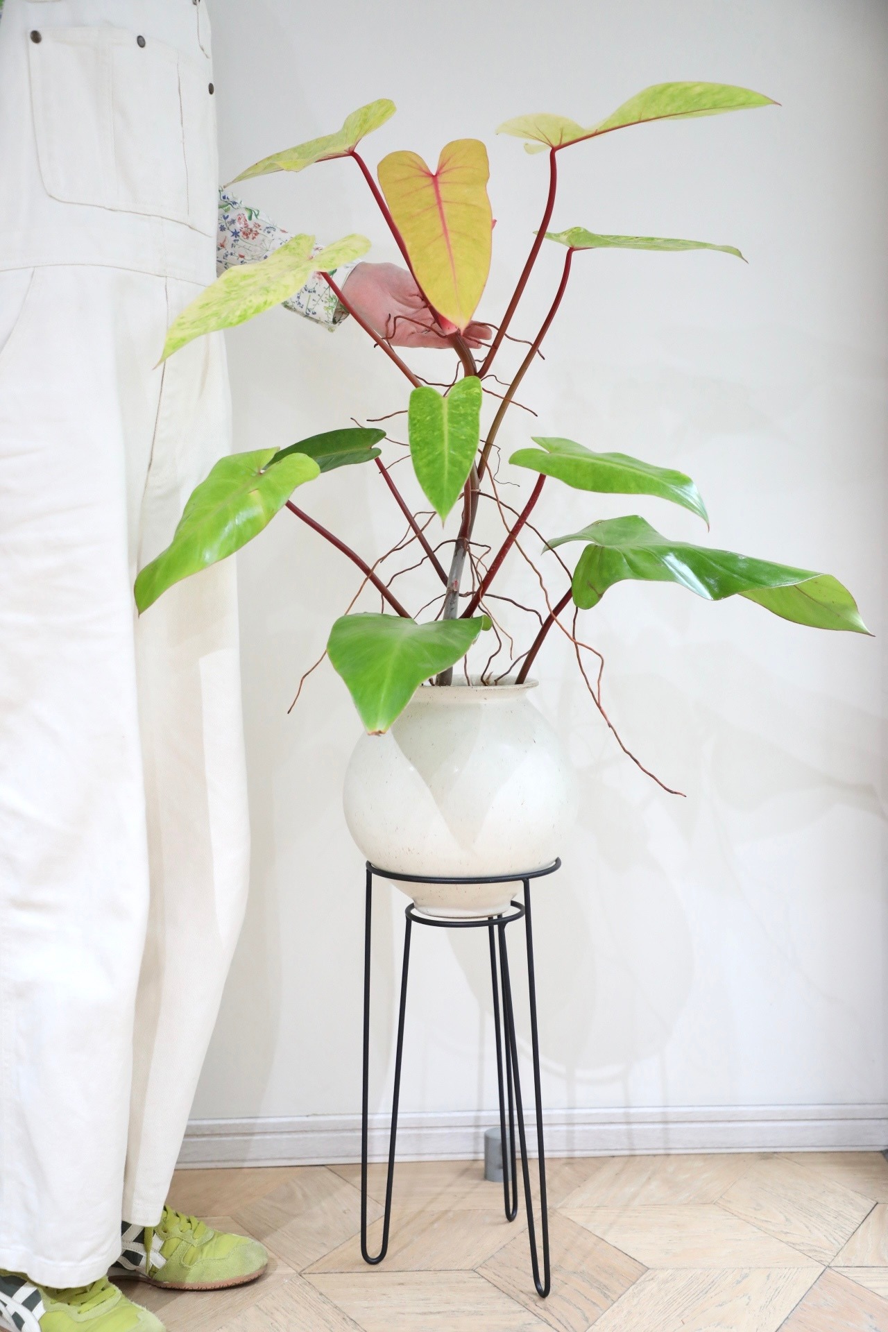 【M】フィロデンドロン ペインテッドレディ/ Philodendron 【土不使用】※スタンド付き