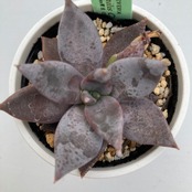 【現物商品】ECHEVERIA humilis Camargo 原種 実生苗