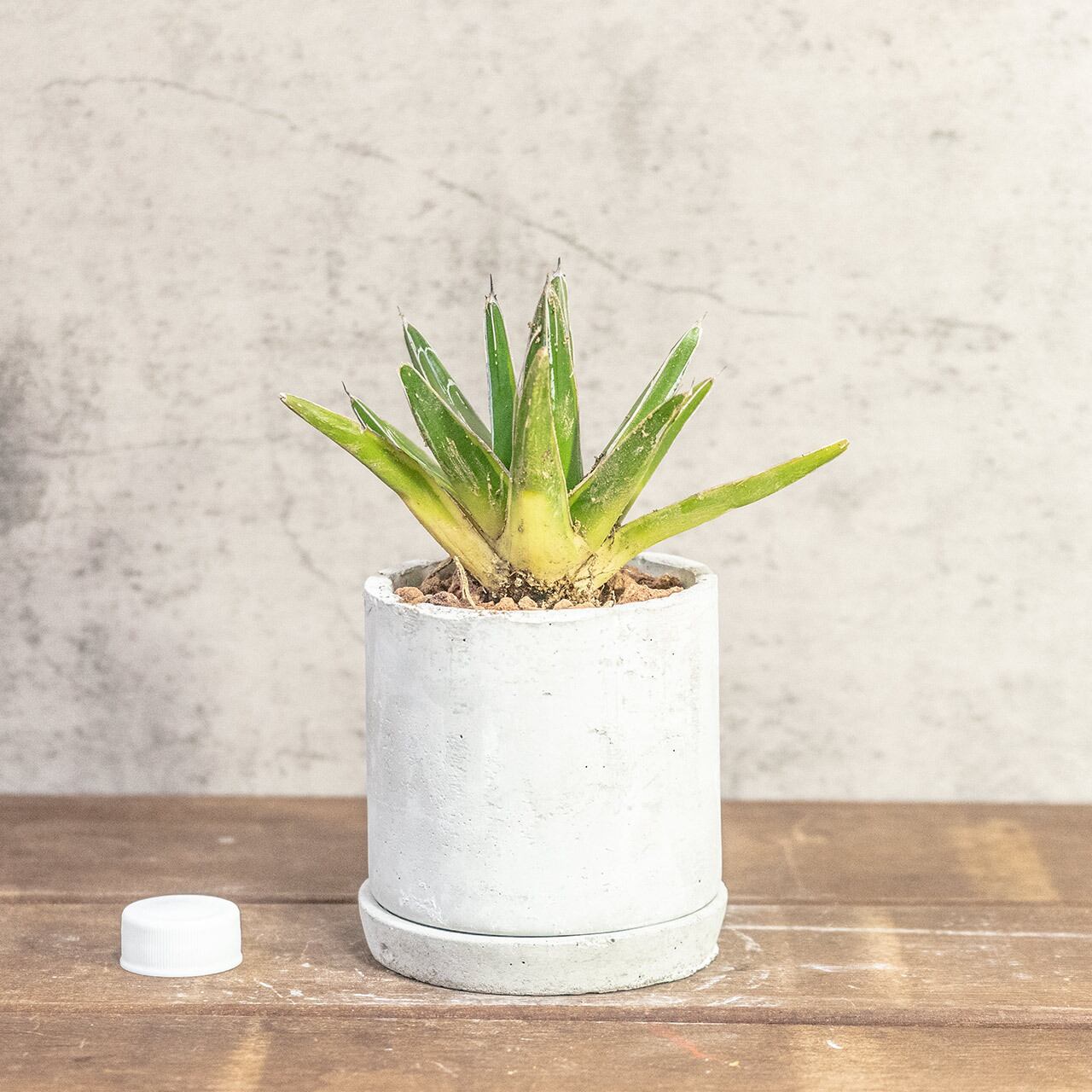 【鮮やかな黄金のエッジ】アガベ・笹の雪(黄覆輪)。無骨な手づくりモルタル鉢とセットで。一株ごとの厳選仕入れ。|虫発生抑制|送料全国一律850円