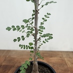 Pachycormus discolor【パキコルムス・ディスカラー・象の木】