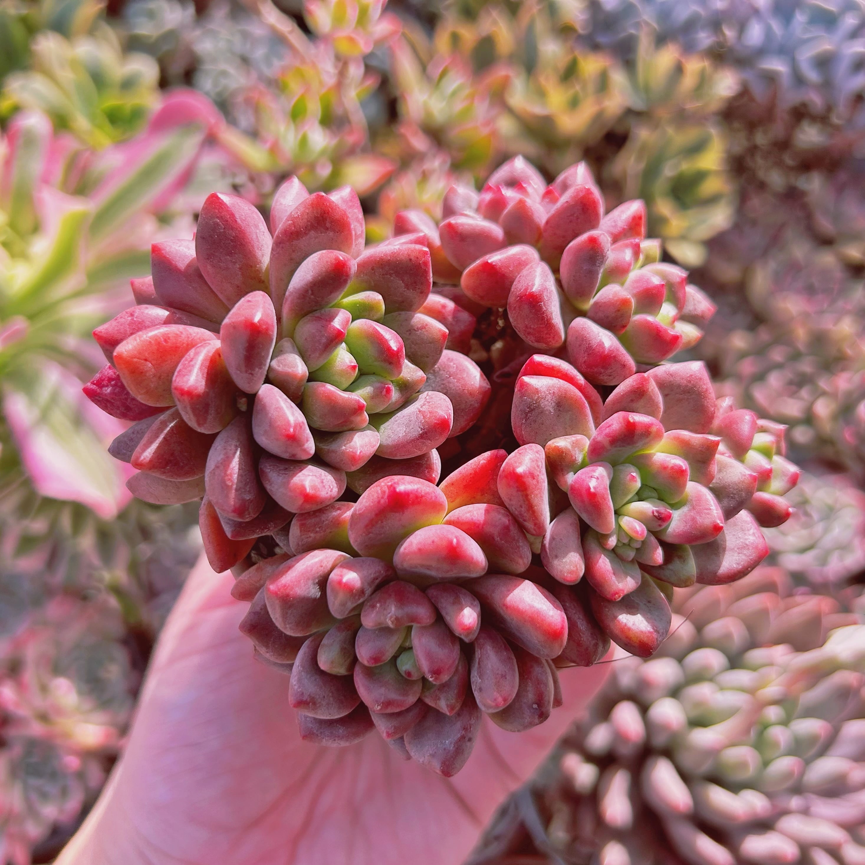 多肉植物　Graptoperia シャネルレッド　5頭以上　特大群生