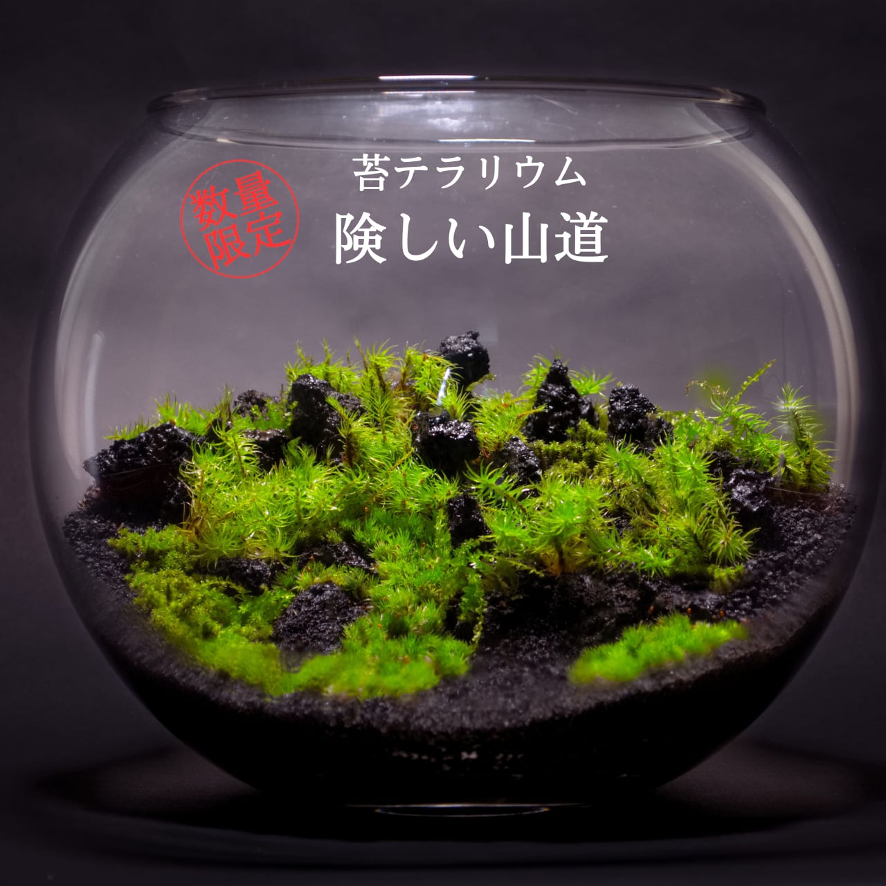 苔テラリウム 【 険しい山道 】 限定1個 | 弥栄苔 本店