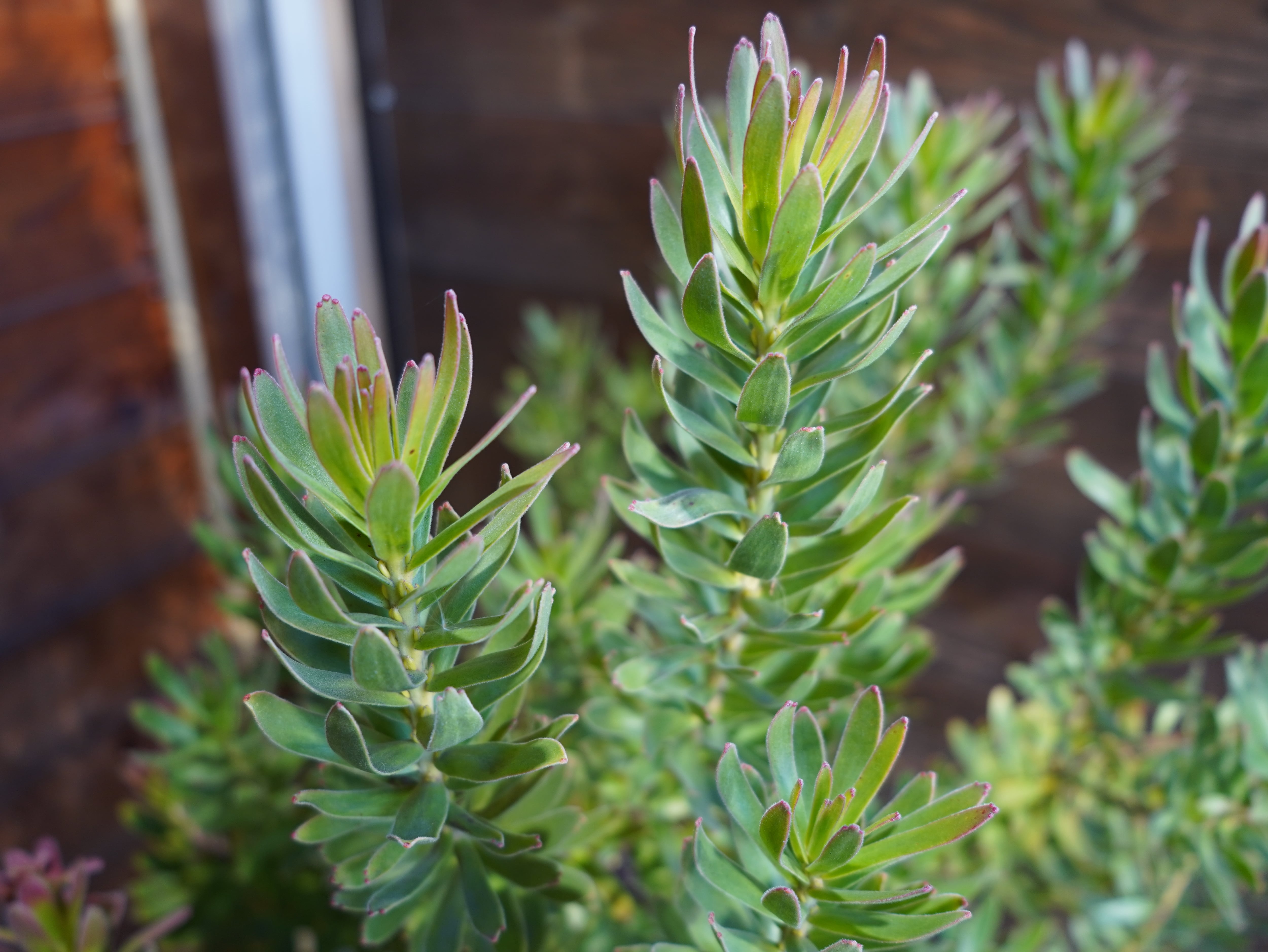 【現物】ミメテス　”クラッカージャックレッド”