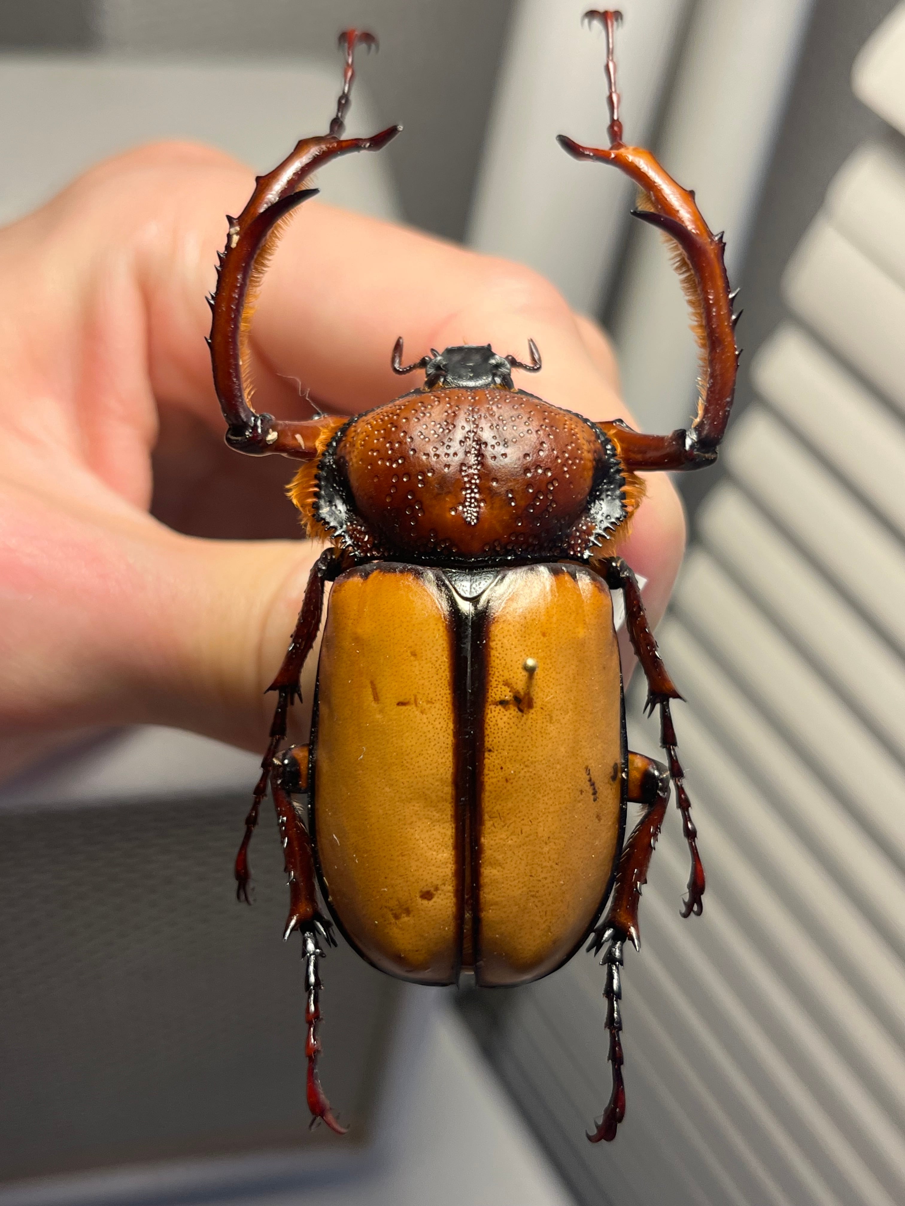 化物汚有】ダビディヒメテナガコガネ 標本テナガカミキリ昆虫標本 甲虫