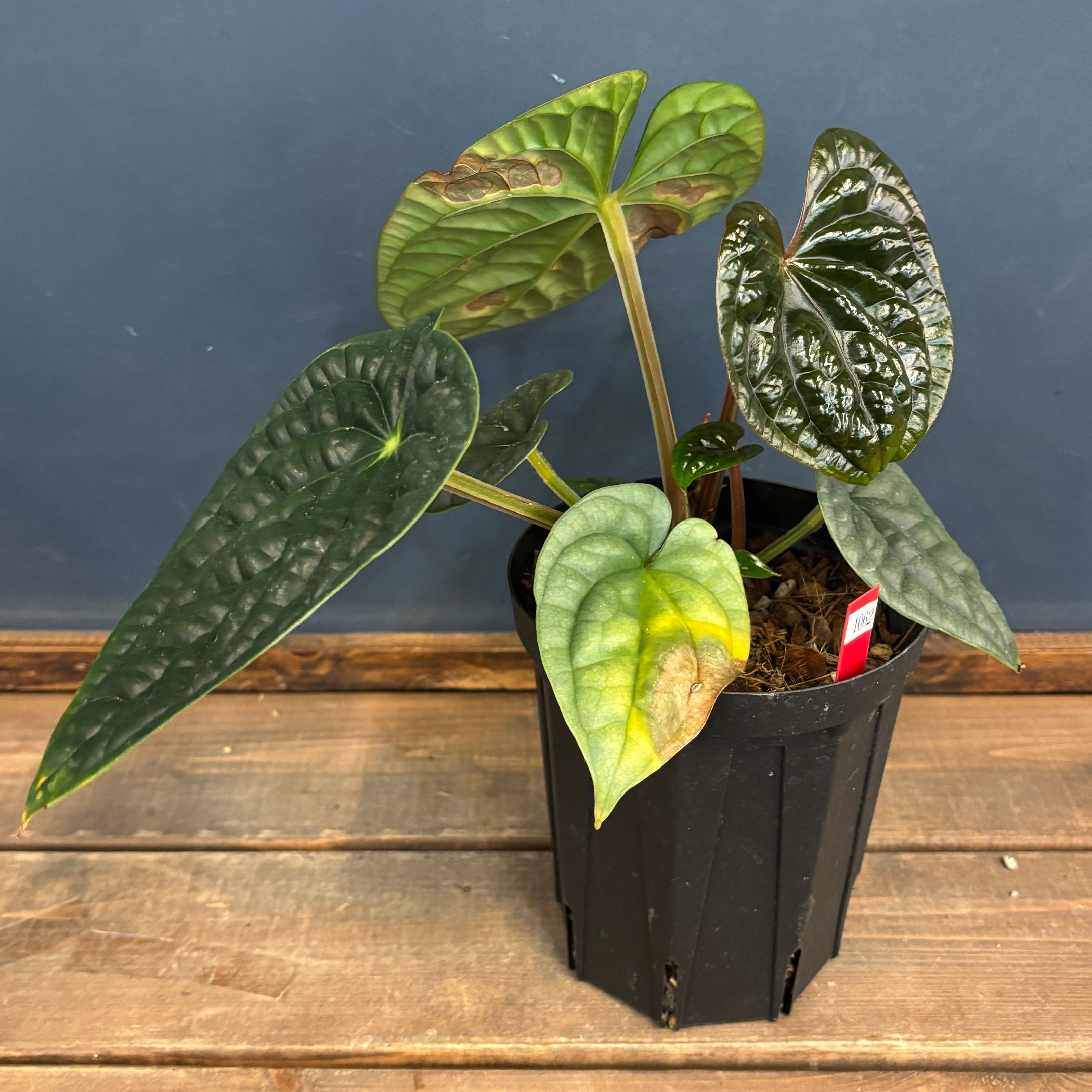 D アンスリウム ルクスリアンス アンスリウム ルクスリアンス Anthurium luxurians 【公式通販】
